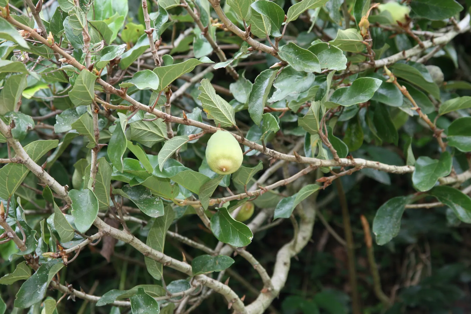 Creeping Fig (Ficus Pumila) — especially near building foundations or gutters; its petite heart-shaped leaves