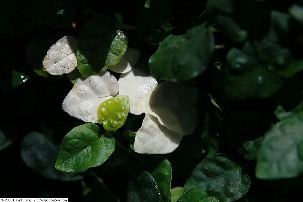 Creeping Fig (Ficus Pumila) — This evergreen thrives in Zones 8-11; though it can tolerate sunnier spots once established, image 59