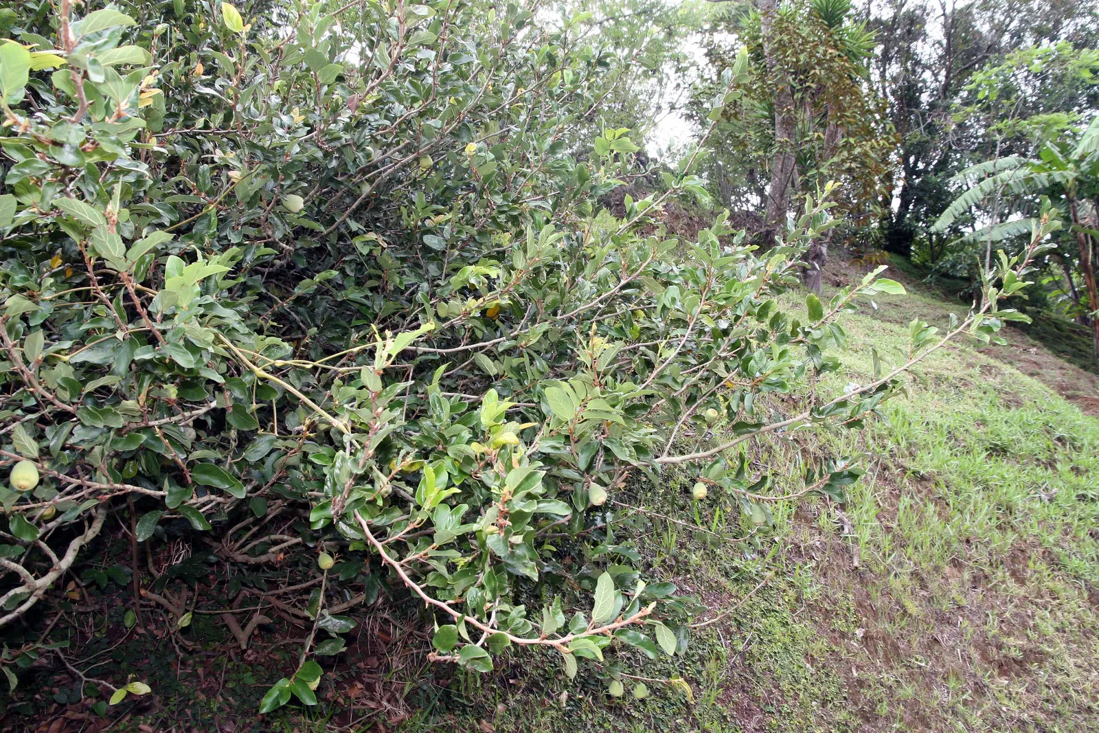 Creeping Fig (Ficus Pumila) — Creeping Fig, or Ficus pumila, is a vigorous, fast-growing vine, perfect for covering walls and fences; enjoys, image 57
