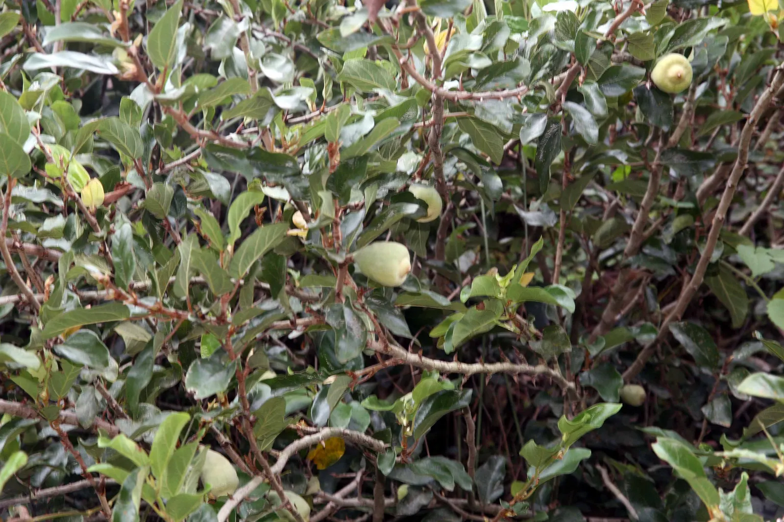 Creeping Fig (Ficus Pumila) — Its small, heart-shaped leaves mature to a lush green, adhering tightly to surfaces; its petite heart-shaped leaves, image 58