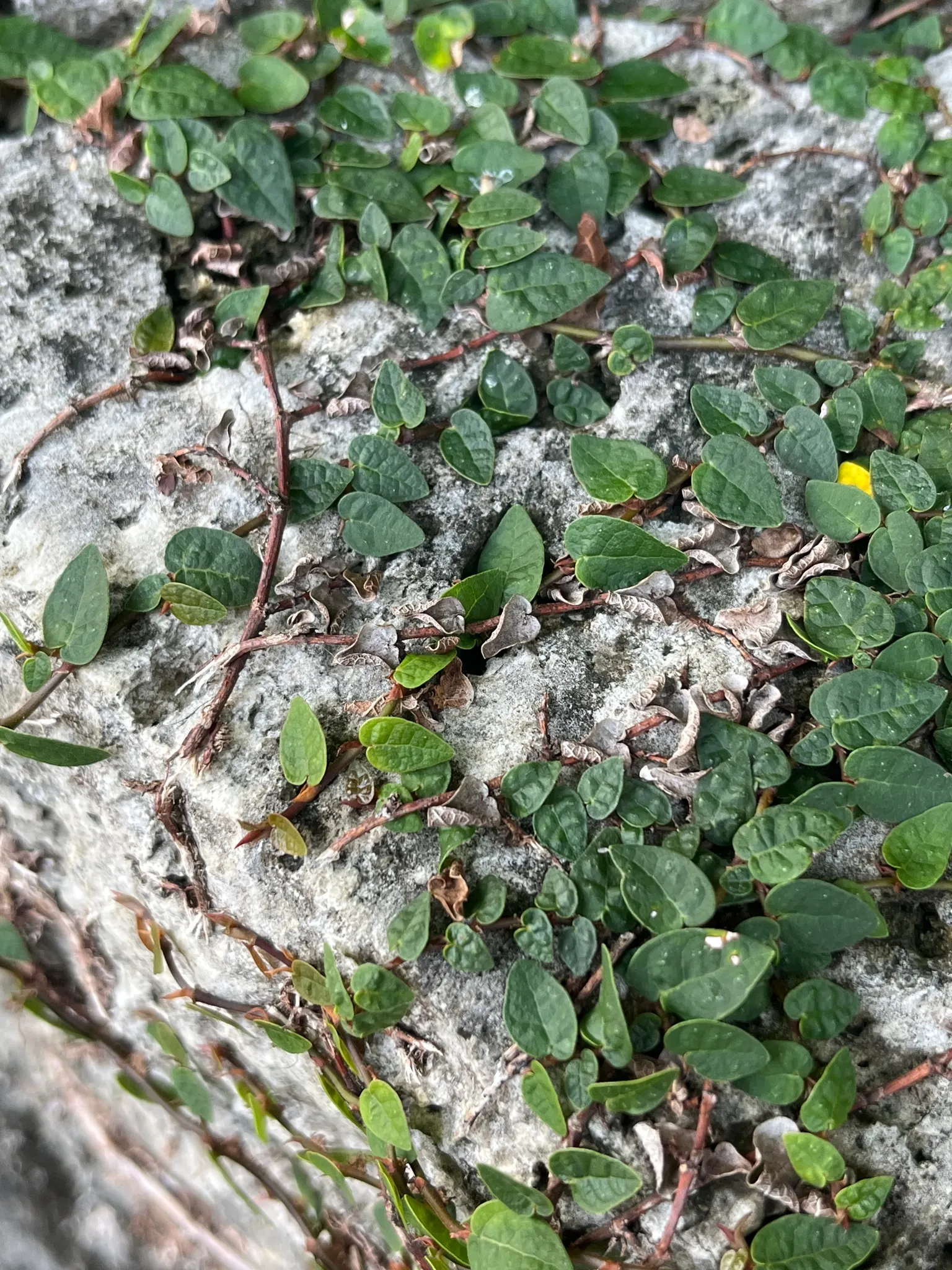 Creeping Fig (Ficus Pumila) — Its petite heart-shaped leaves; though it can tolerate sunnier spots once established, image 95