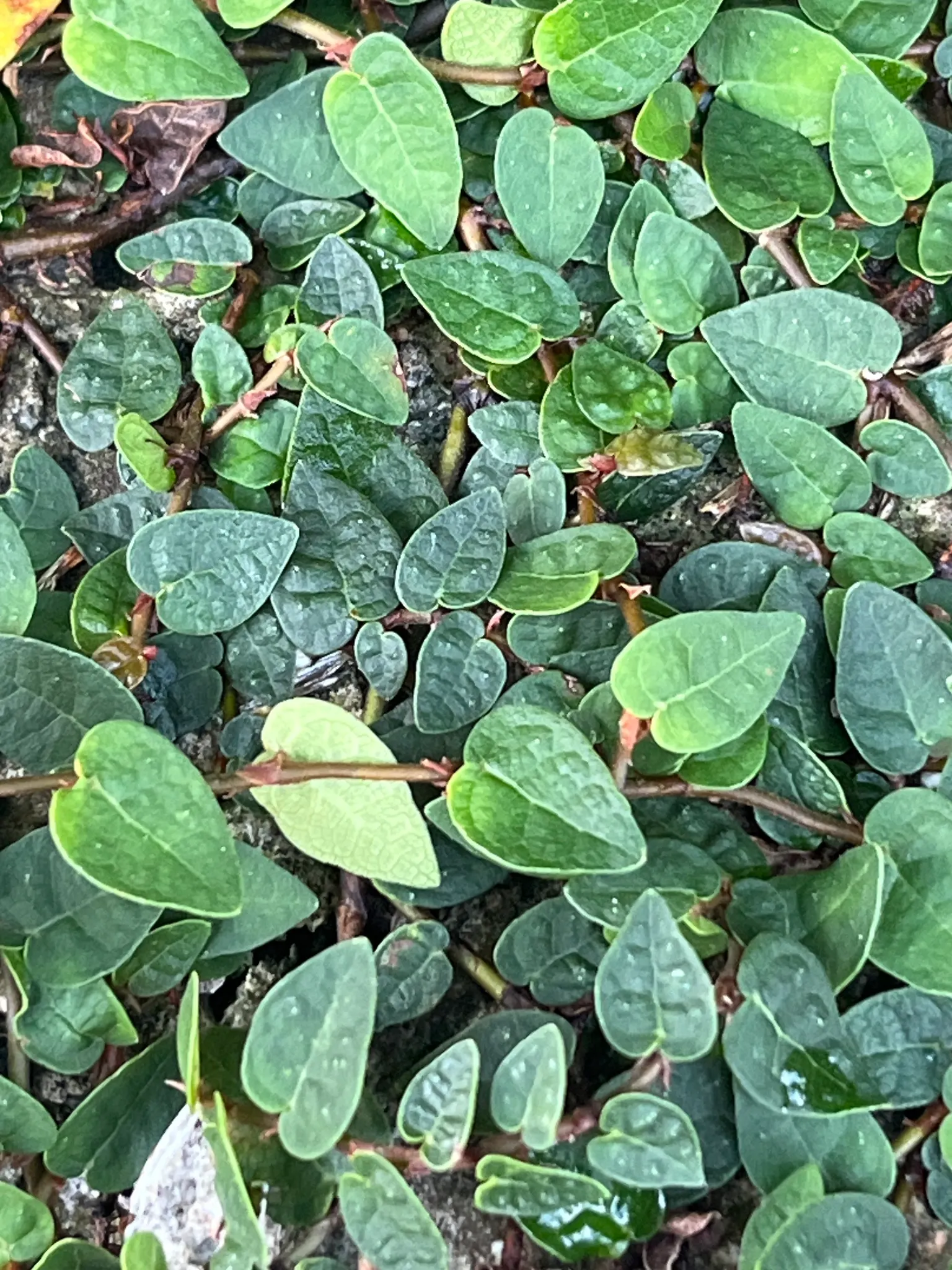 Creeping Fig (Ficus Pumila) — It flourishes in USDA hardiness zones 8 through 11 and prefers full to partial shade
