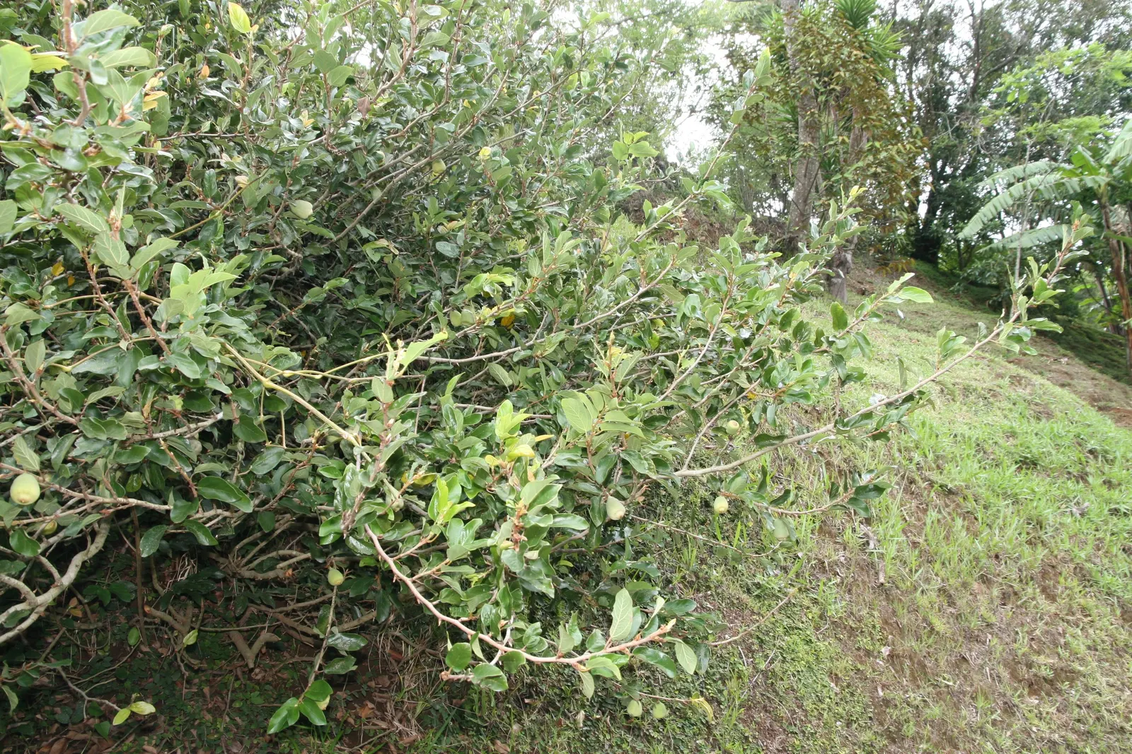 Creeping Fig (Ficus Pumila) — vine for full or half; making it both an aesthetic and functional addition to any landscape design