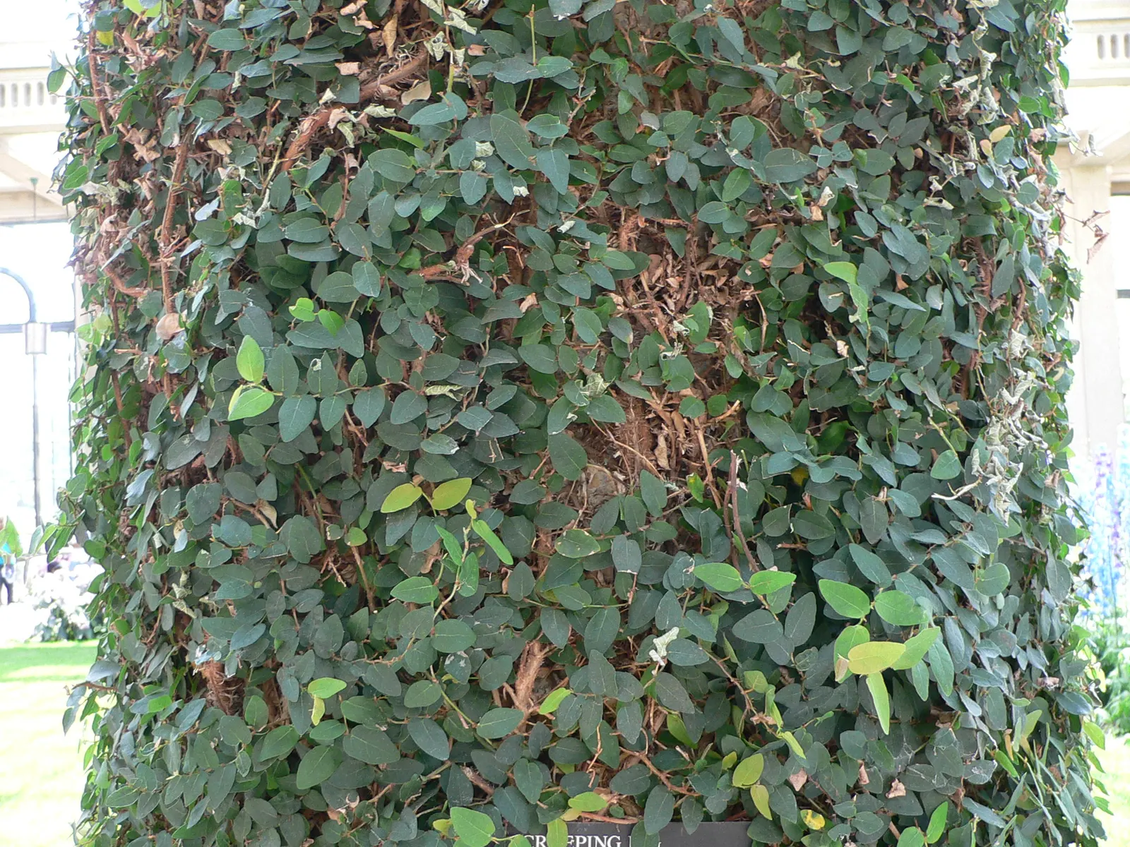 Creeping Fig (Ficus Pumila) — Its small, heart-shaped leaves mature to a lush green, adhering tightly to surfaces