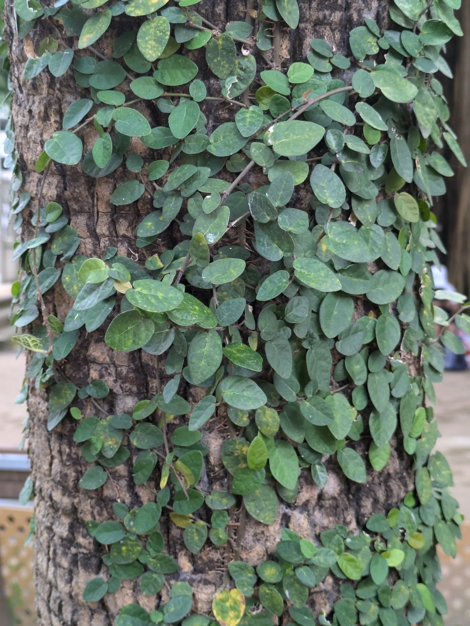 Creeping Fig (Ficus Pumila) — This evergreen plant is adept at clinging to surfaces due to its fine aerial rootlets; though it can tolerate sunnier, image 99