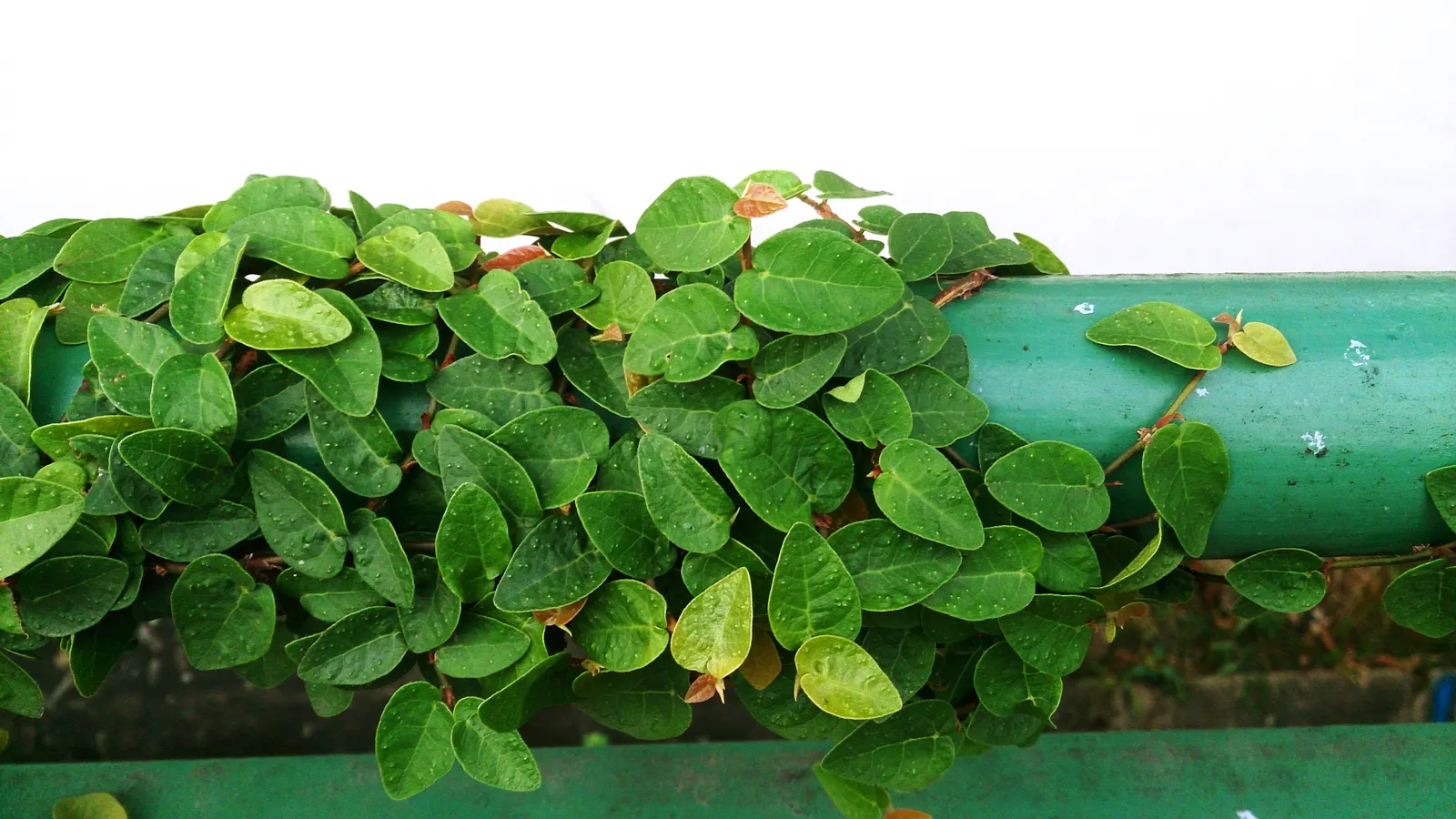 Creeping Fig (Ficus Pumila) — fast-growing vine with a penchant for creating lush green tapestries over garden features; its petite heart-shaped, image 66