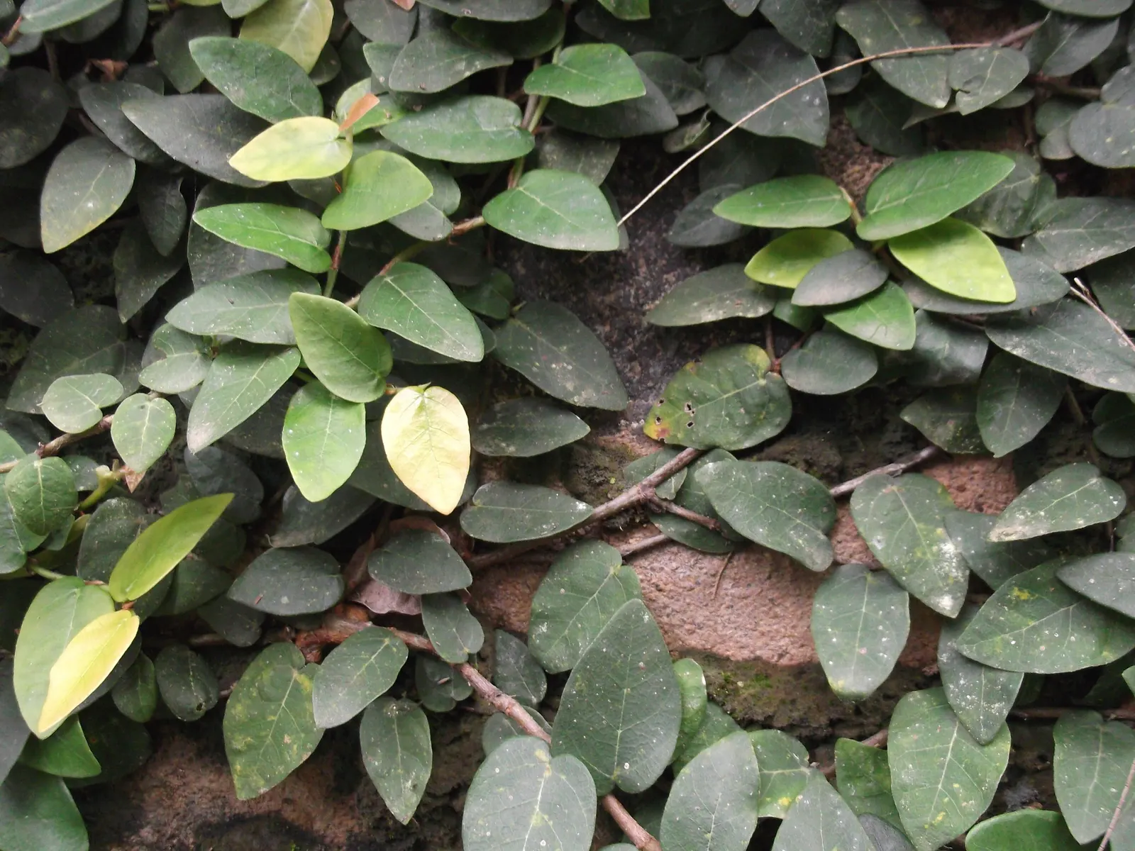 Creeping Fig (Ficus Pumila) — This evergreen thrives in Zones 8-11; though it can tolerate sunnier spots once established