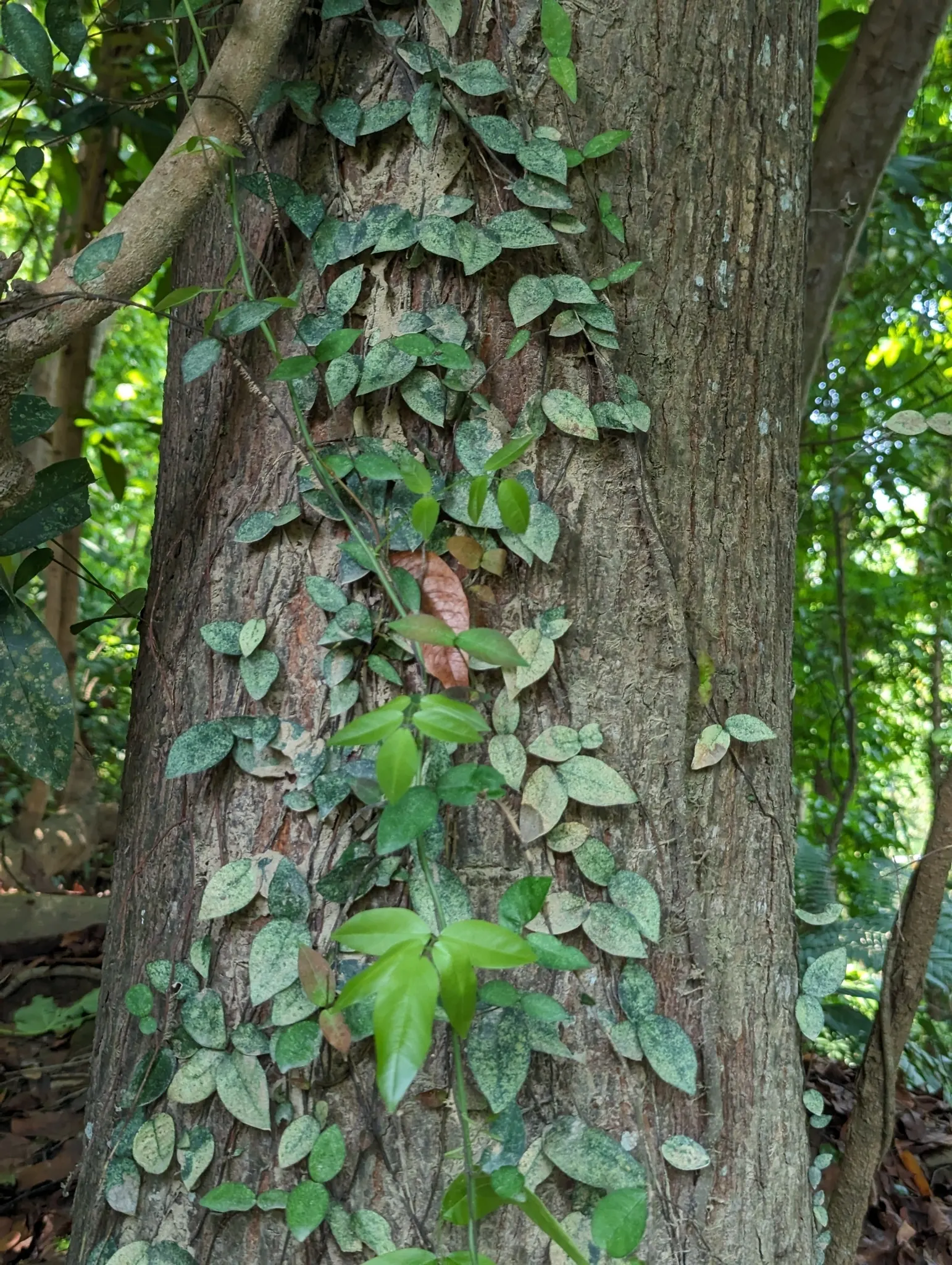 Creeping Fig (Ficus Pumila) — Its small, heart-shaped leaves mature to a lush green, adhering tightly to surfaces; its petite heart-shaped leaves, image 86