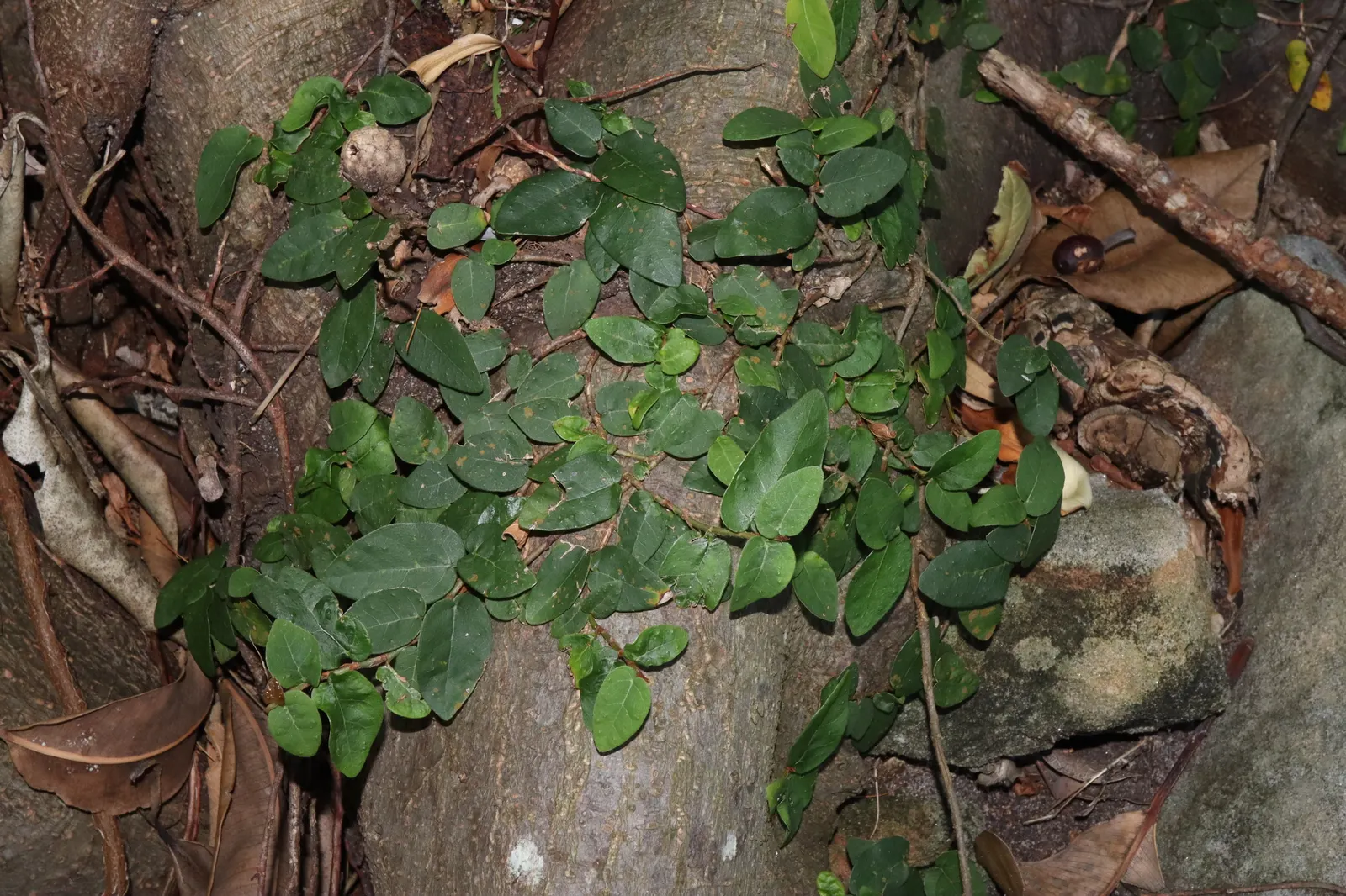 Creeping Fig (Ficus Pumila) — Its petite heart-shaped leaves