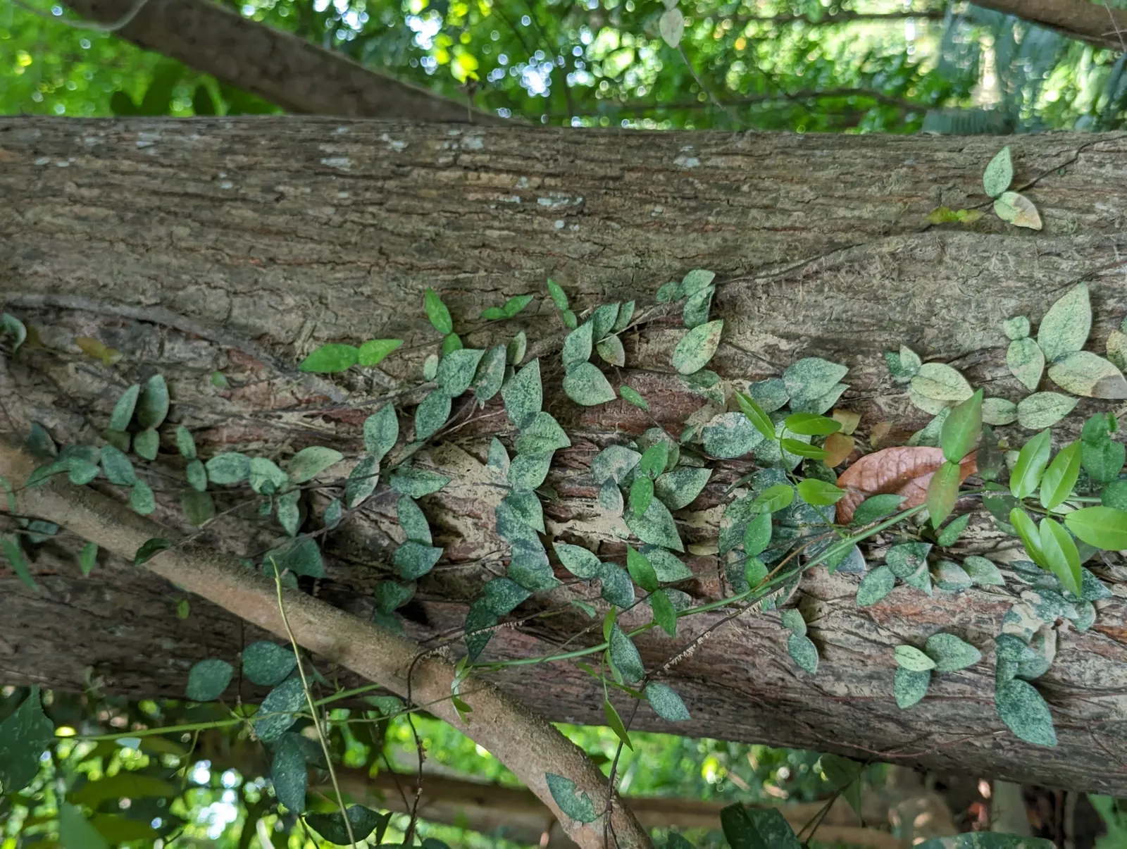 Creeping Fig (Ficus Pumila) — vine for full or half; making it both an aesthetic and functional addition to any landscape design, image 84