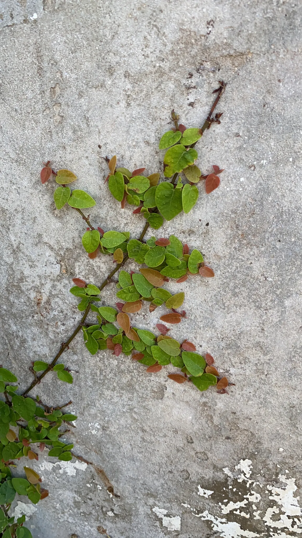 Creeping Fig (Ficus Pumila) — fast-growing vine with a penchant for creating lush green tapestries over garden features; its petite heart-shaped, image 94