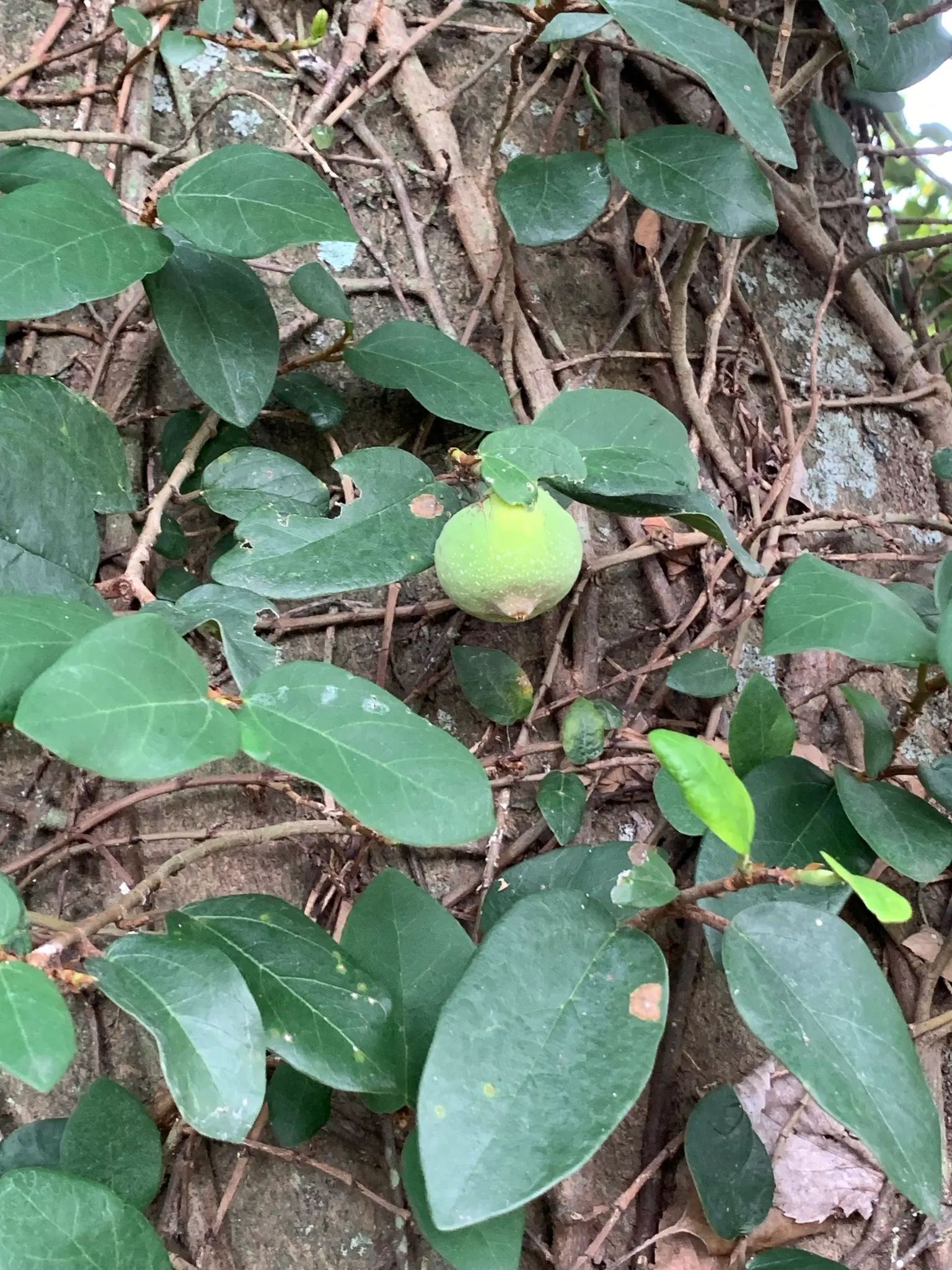 Creeping Fig (Ficus Pumila) — Its aggressive growth habits require monitoring; though it can tolerate sunnier spots once established, image 79