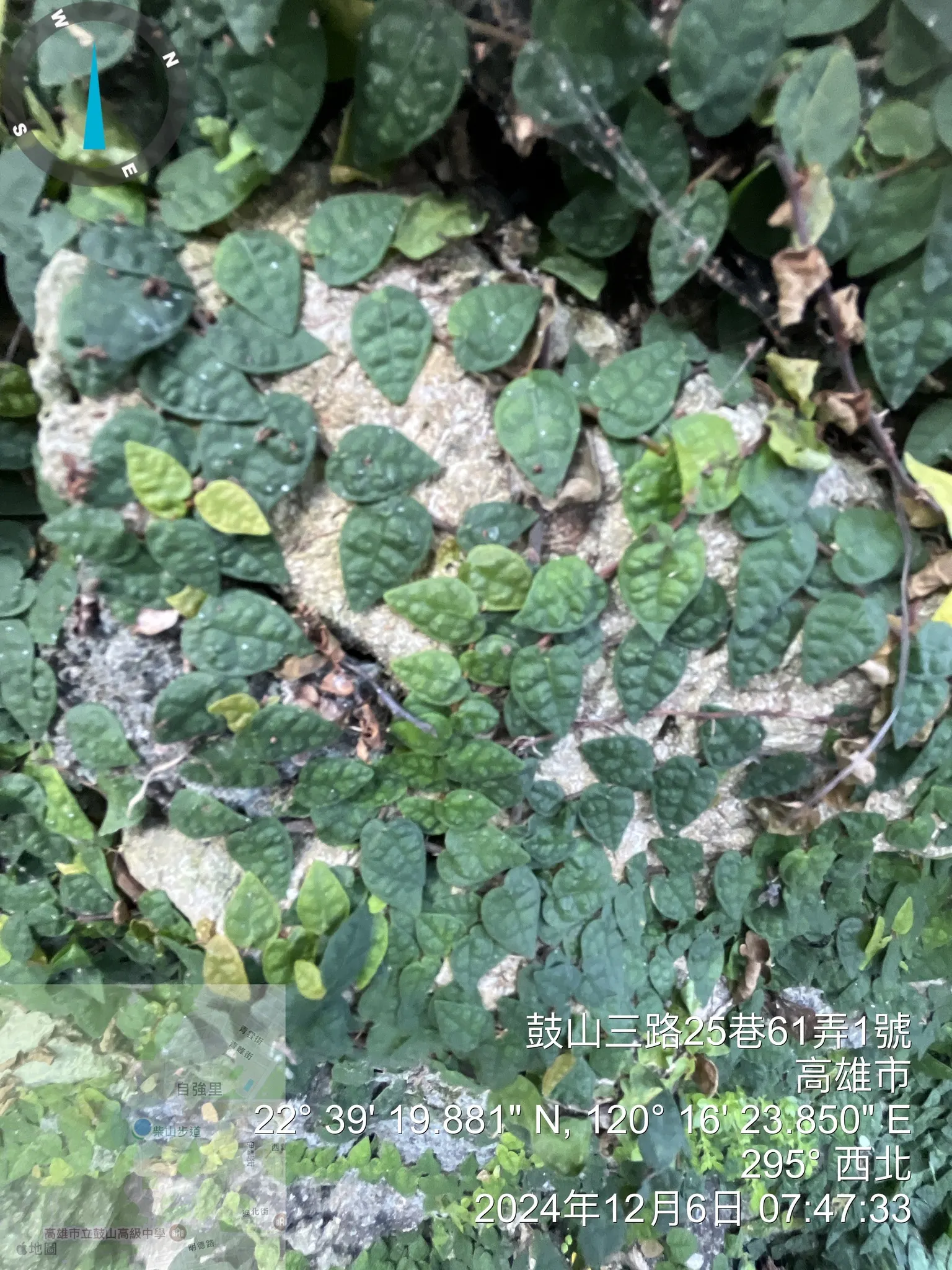 Creeping Fig (Ficus Pumila) — This evergreen plant is adept at clinging to surfaces due to its fine aerial rootlets