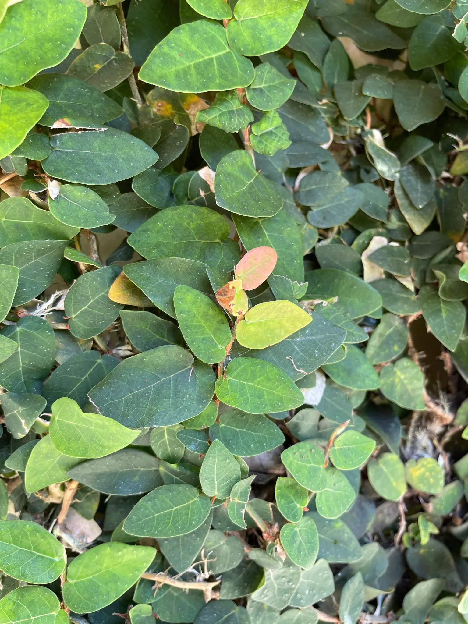 Creeping Fig (Ficus Pumila) — Clients should also be made aware that while it is generally low-maintenance