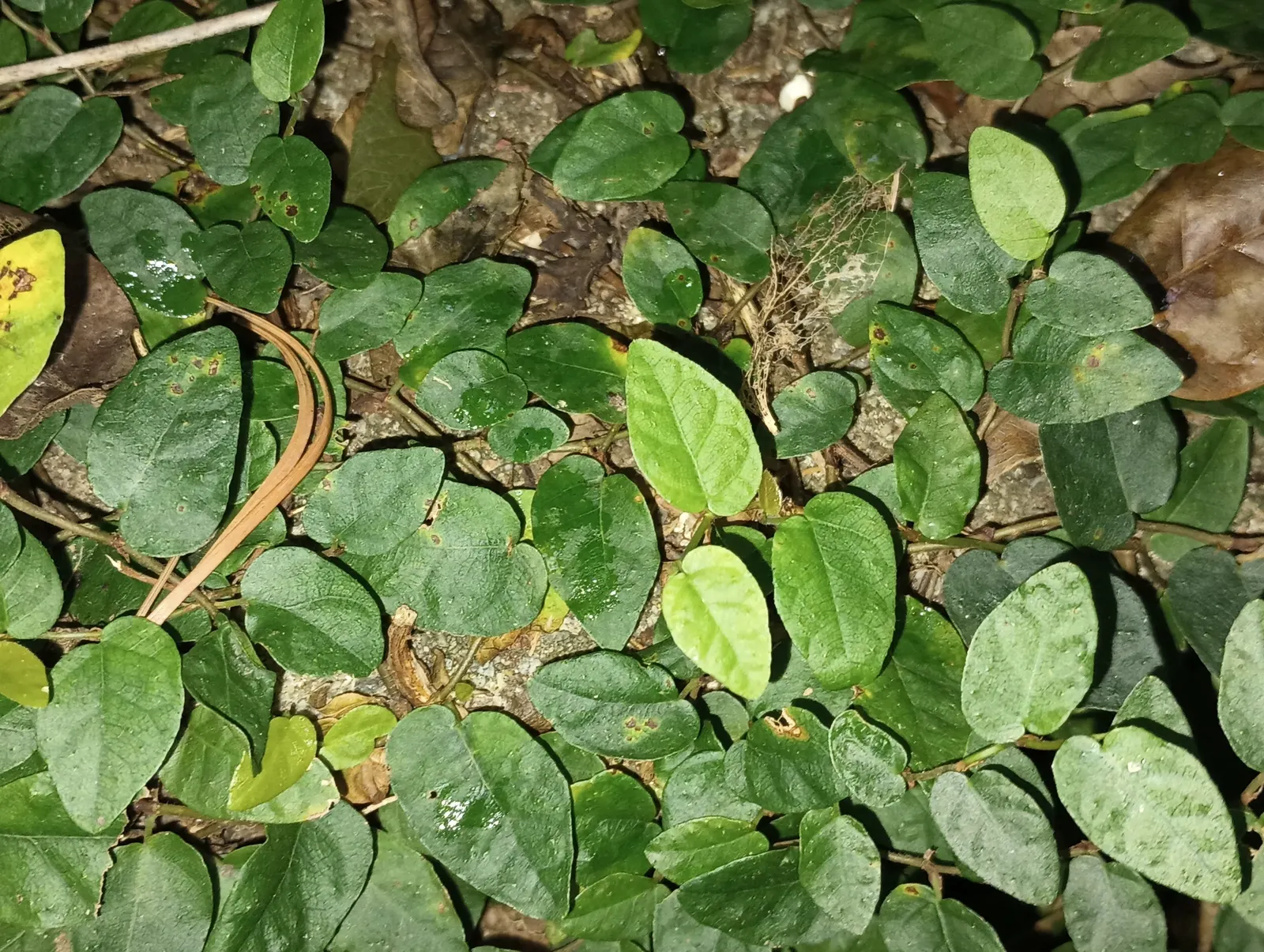 Creeping Fig (Ficus Pumila) — emerge a light green and mature to a darker shade