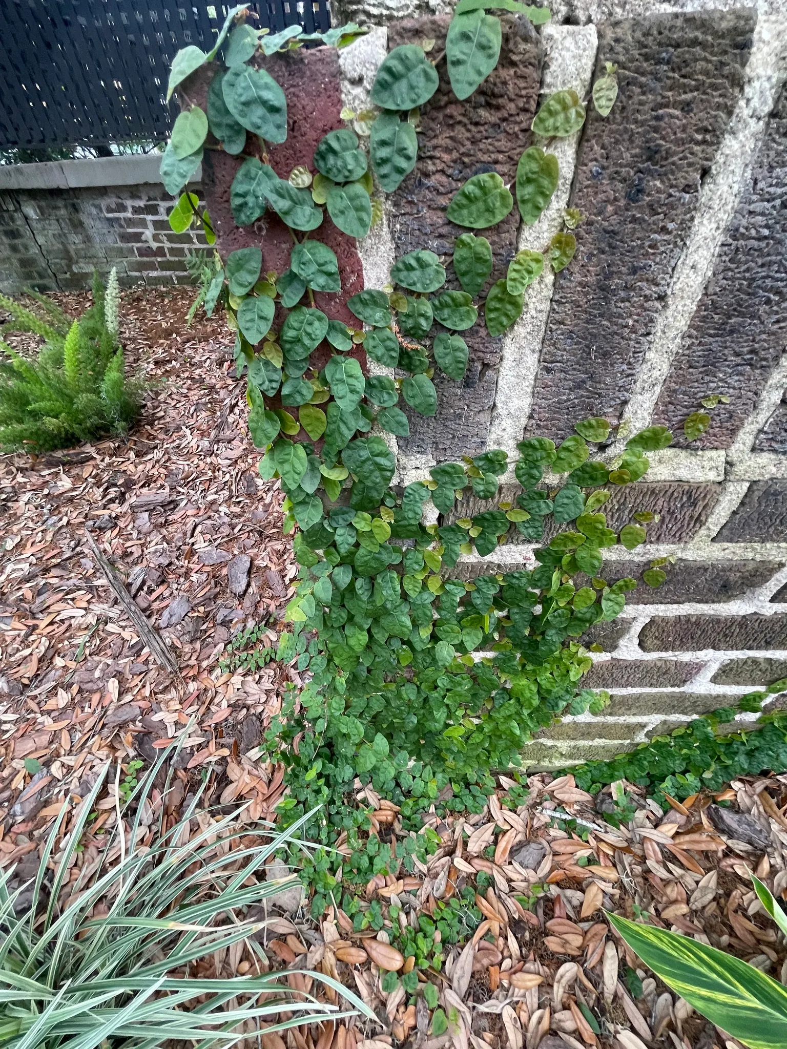 Creeping Fig (Ficus Pumila) — enjoys partial sun to shade