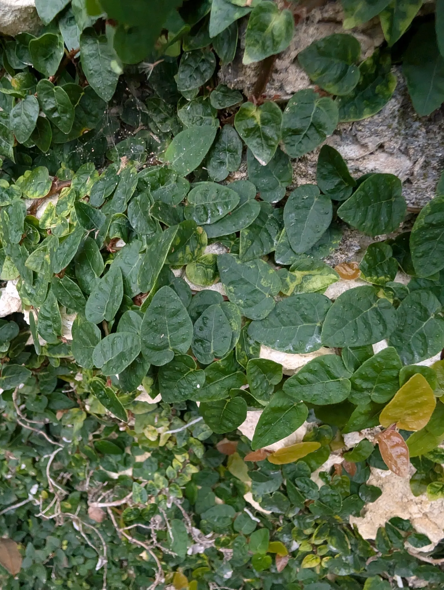 Creeping Fig (Ficus Pumila) — understanding the growth patterns of Ficus pumila is crucial; making it both an aesthetic and functional addition to, image 72