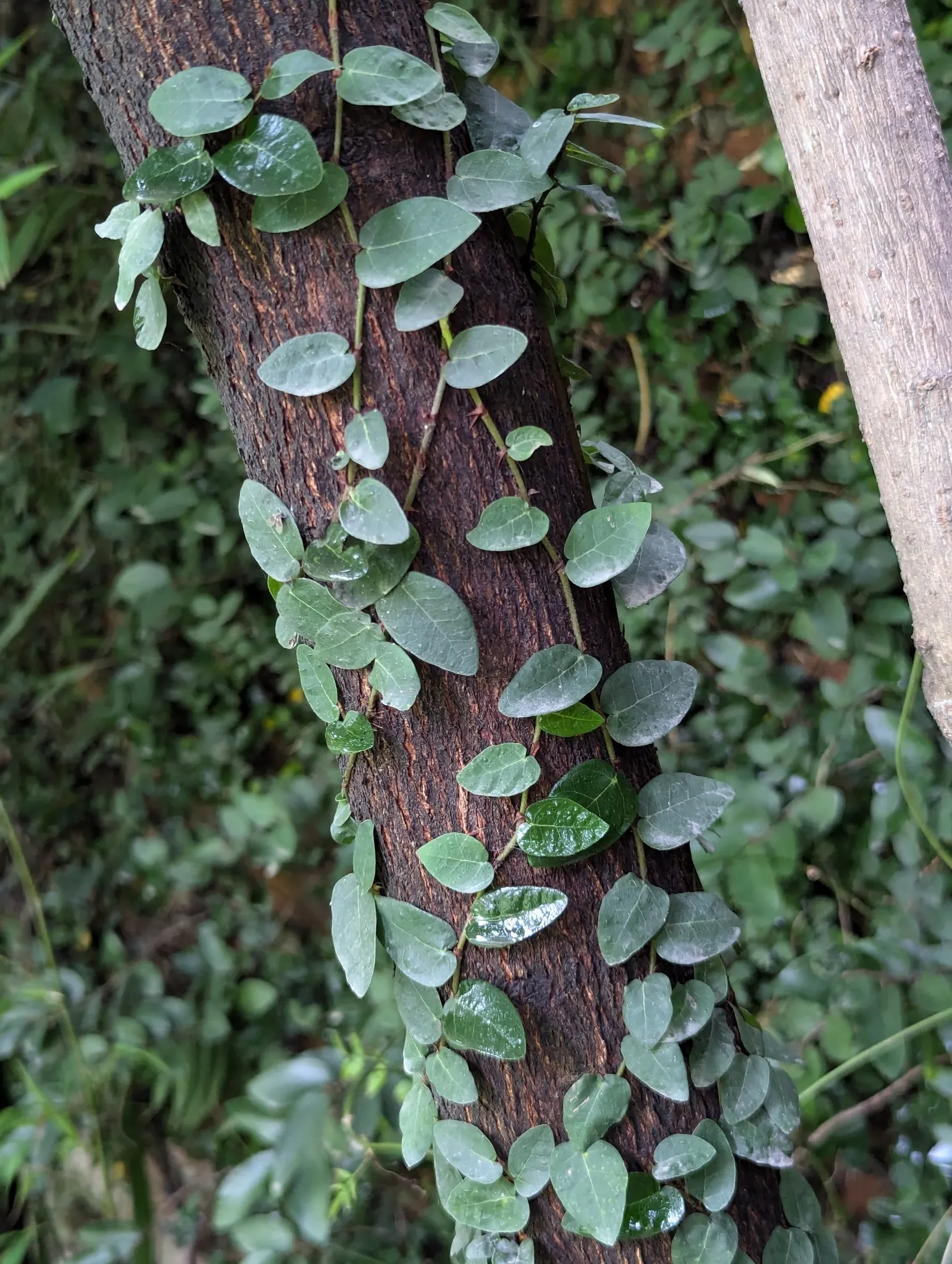 Creeping Fig (Ficus Pumila) — note that Creeping Fig needs regular trimming to maintain its shape and prevent overgrowth; enjoys partial sun to, image 77