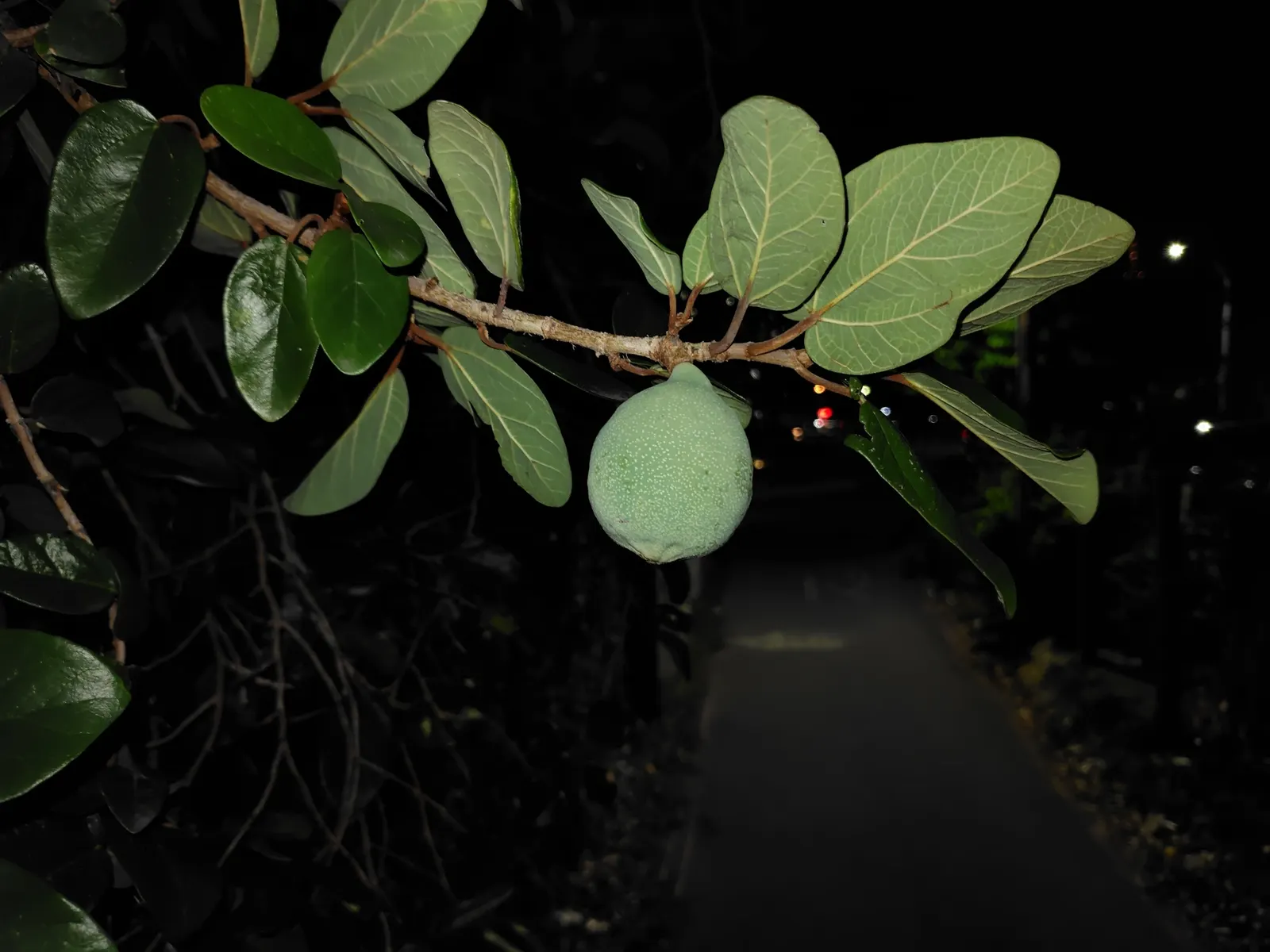 Creeping Fig (Ficus Pumila) — Ficus pumila does require a well-draining soil to prevent root rot.<br><br>When informing the client; making it both an aesthetic