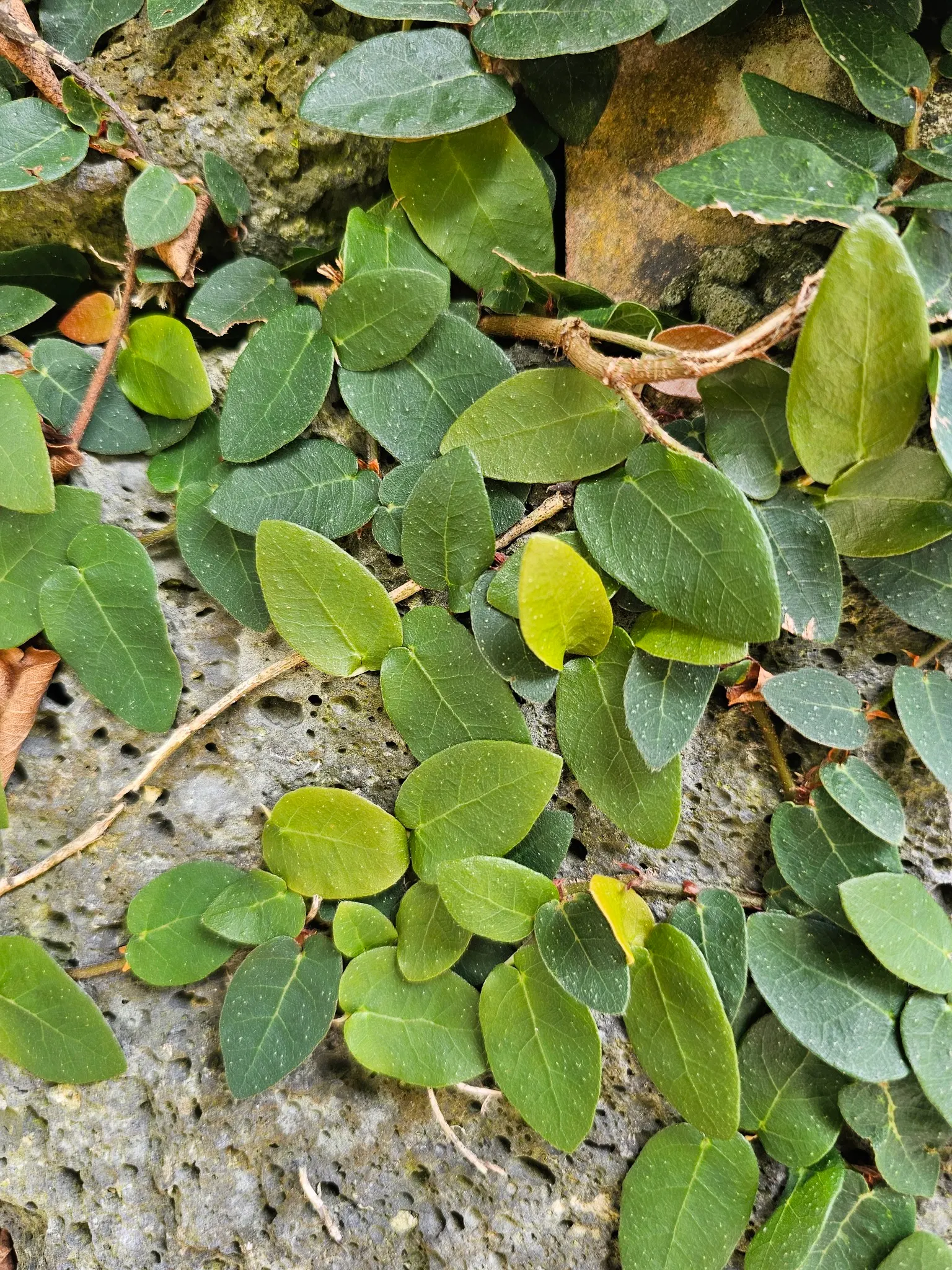 Creeping Fig (Ficus Pumila) — This evergreen thrives in Zones 8-11; though it can tolerate sunnier spots once established, image 87