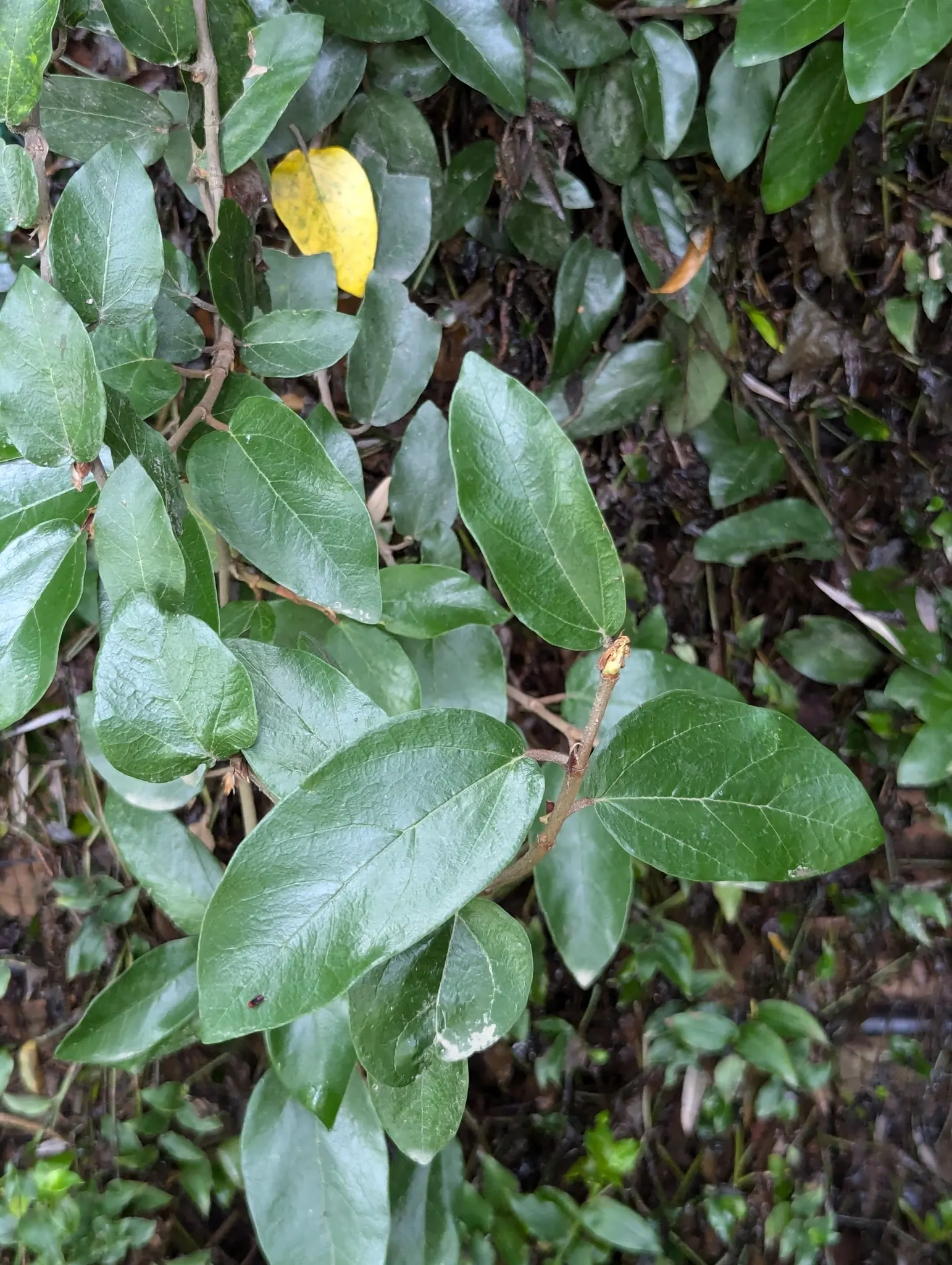 Creeping Fig (Ficus Pumila) — understanding the growth patterns of Ficus pumila is crucial