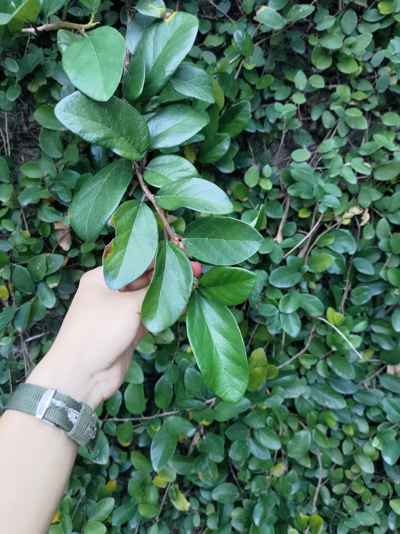 Creeping Fig (Ficus Pumila) — Mature growth can reach 25-30 feet long and about 3 feet wide; its petite heart-shaped leaves, image 90