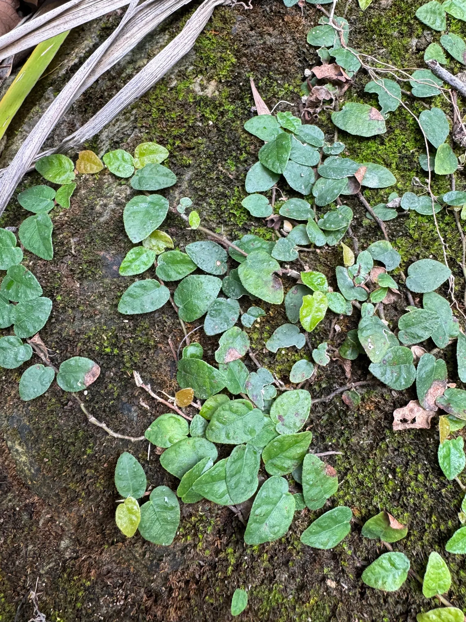 Creeping Fig (Ficus Pumila) — though it can tolerate sunnier spots once established; its petite heart-shaped leaves, image 102
