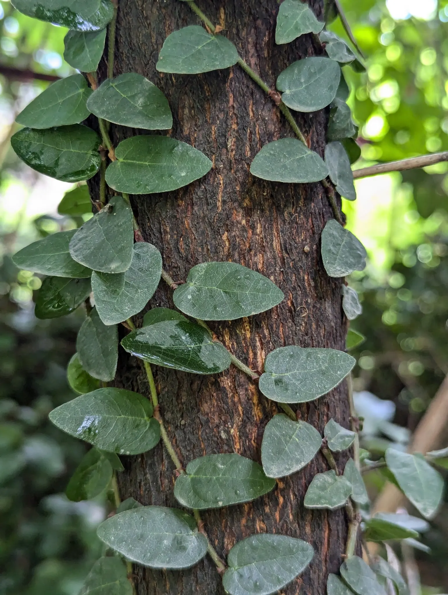 Creeping Fig (Ficus Pumila) — This evergreen plant is adept at clinging to surfaces due to its fine aerial rootlets; though it can tolerate sunnier, image 71