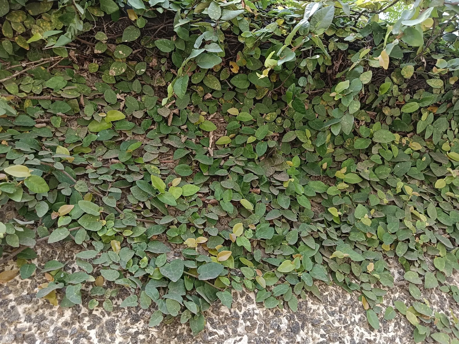 Creeping Fig (Ficus Pumila) — Ficus pumila does require a well-draining soil to prevent root rot.<br><br>When informing the client; making it both, image 76