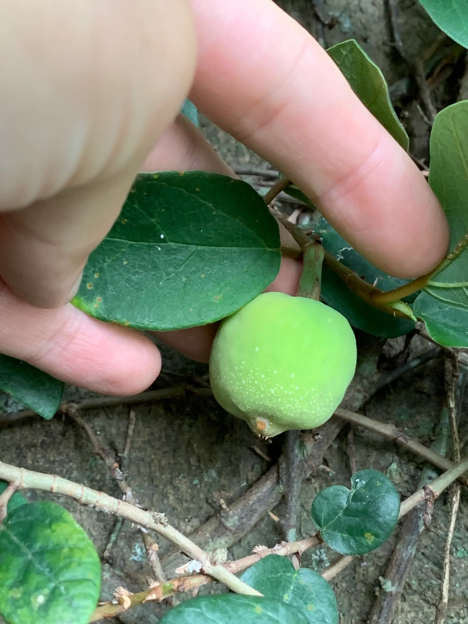 Creeping Fig (Ficus Pumila) — Mature growth can reach 25-30 feet long and about 3 feet wide; its petite heart-shaped leaves