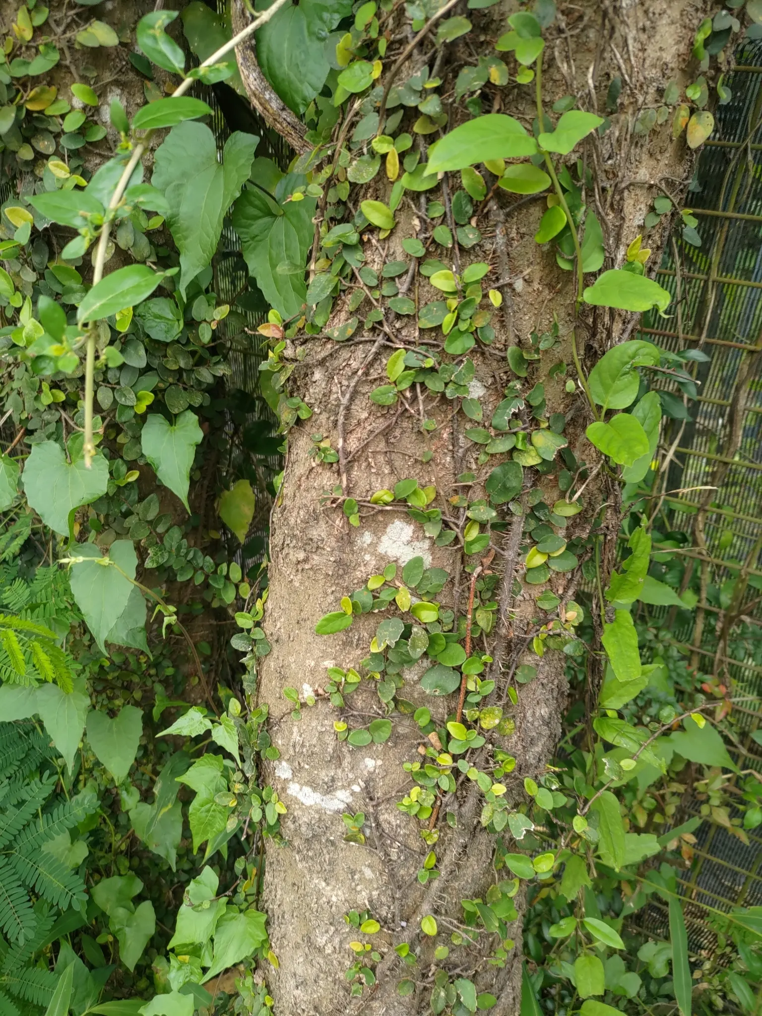 Creeping Fig (Ficus Pumila) — care must be taken in placement to avoid damage to structures from the adhesive roots; though it can tolerate sunnier, image 83