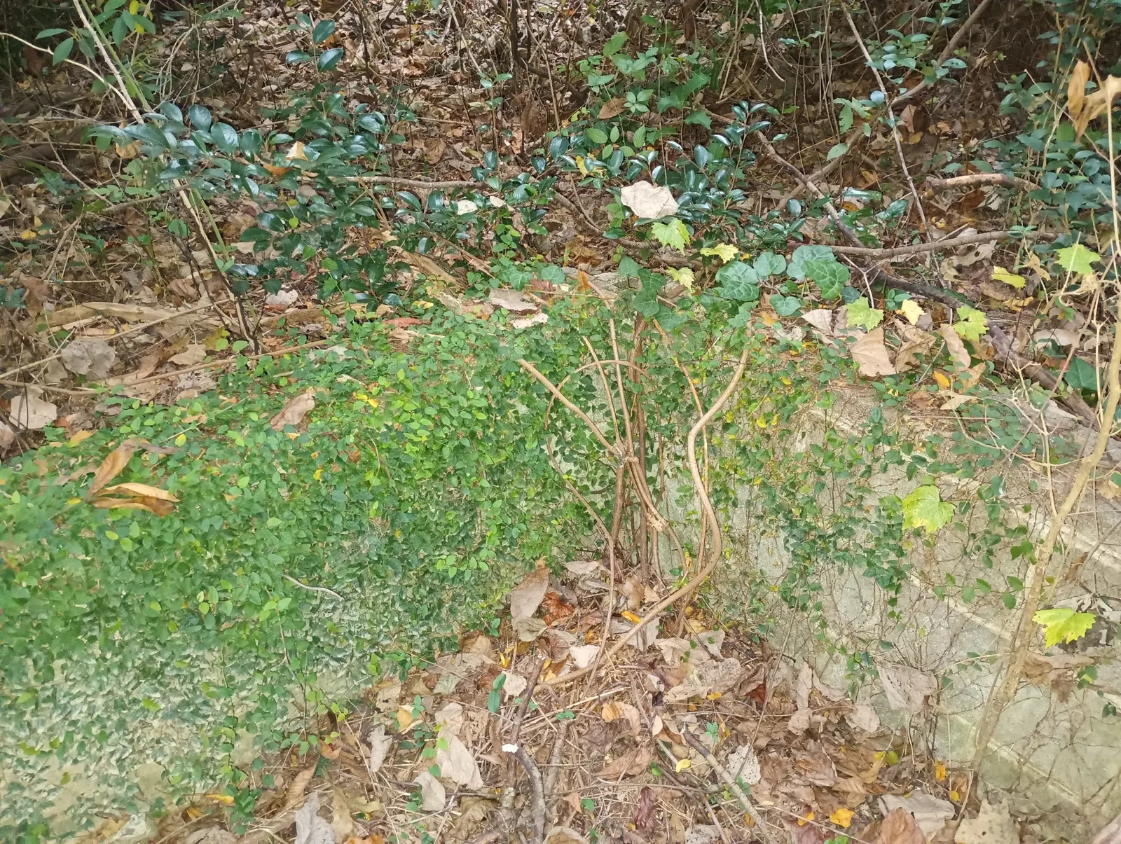 Creeping Fig (Ficus Pumila) — typically around 1 inch in length