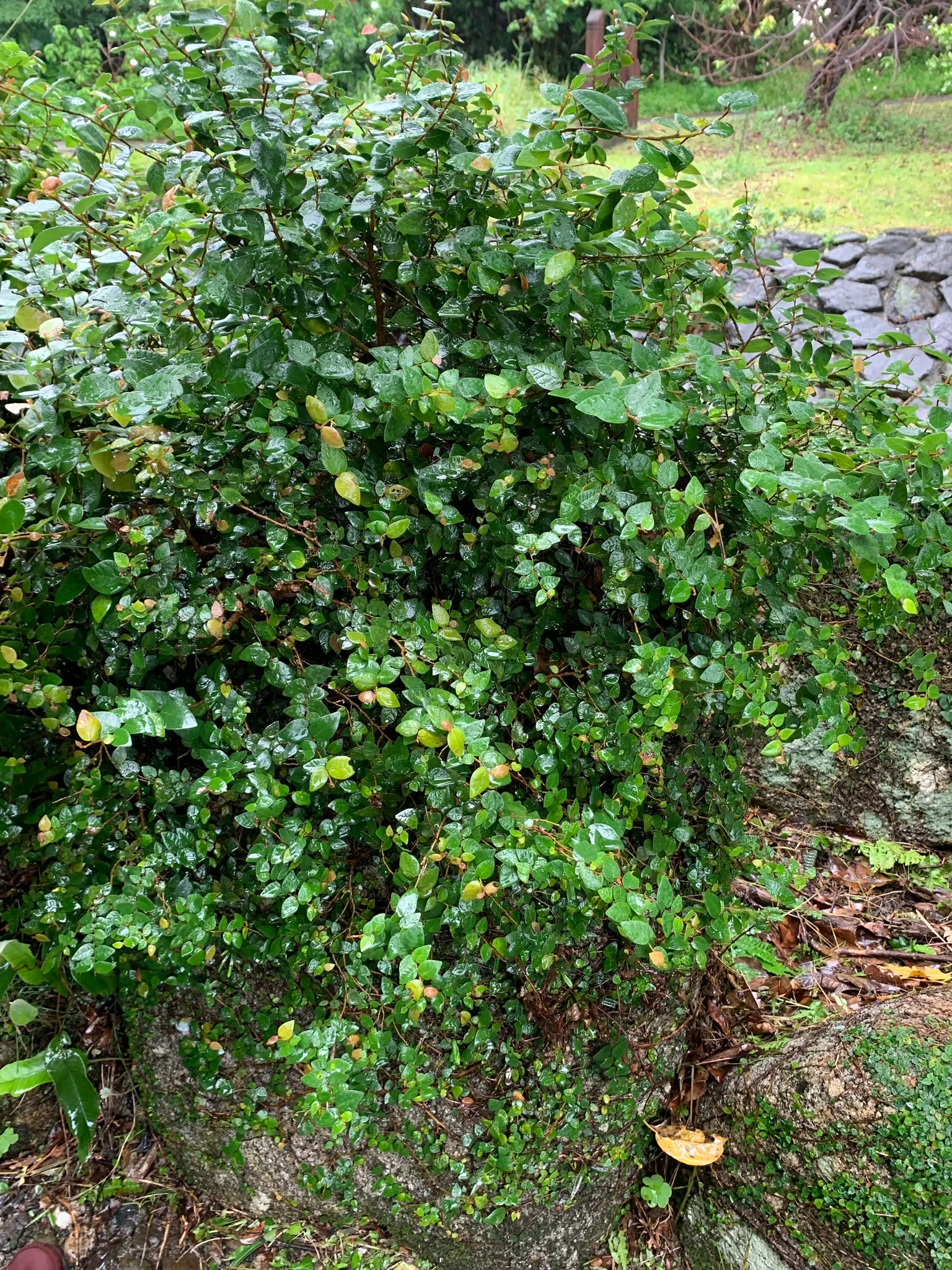 Creeping Fig (Ficus Pumila) — though it can tolerate sunnier spots once established; its petite heart-shaped leaves, image 74