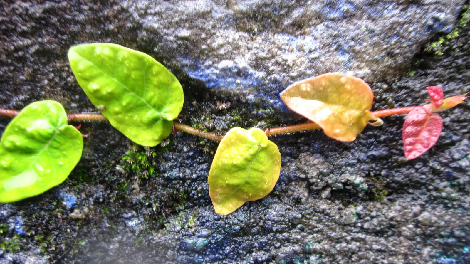 Creeping Fig (Ficus Pumila) — offering a dynamic visual as they progress