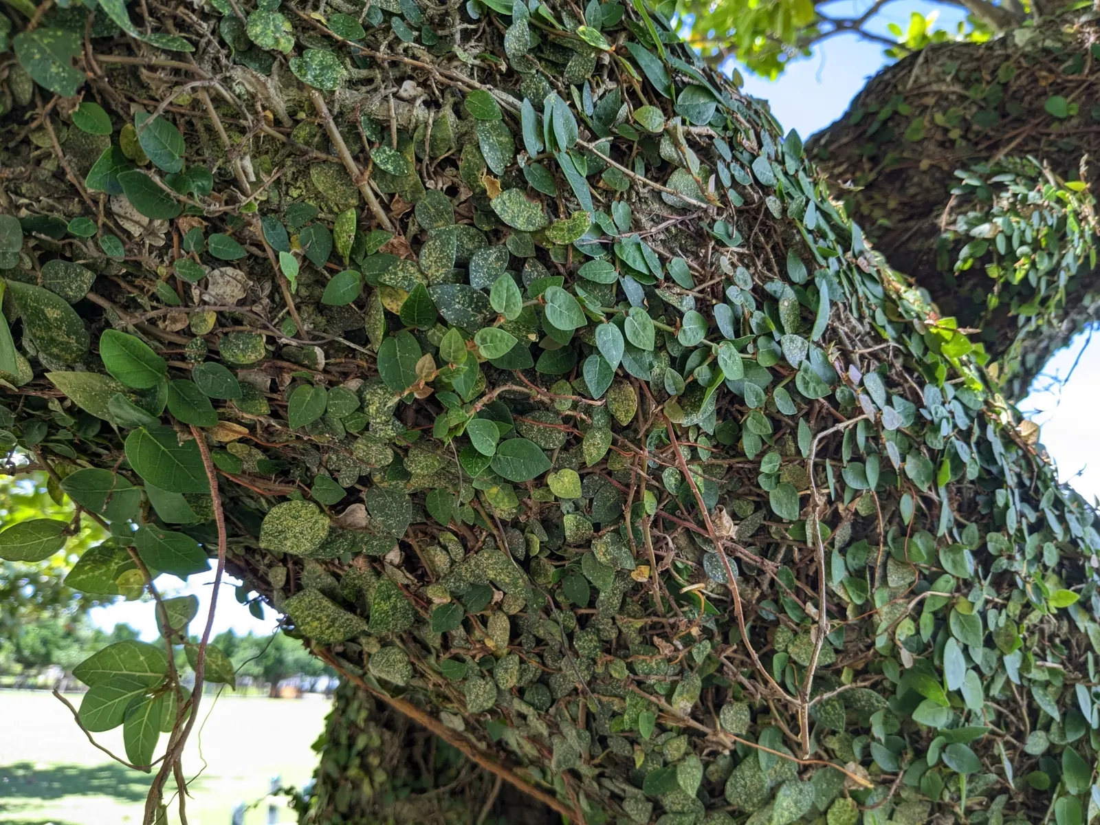 Creeping Fig (Ficus Pumila) — making it ideal for creating a verdant