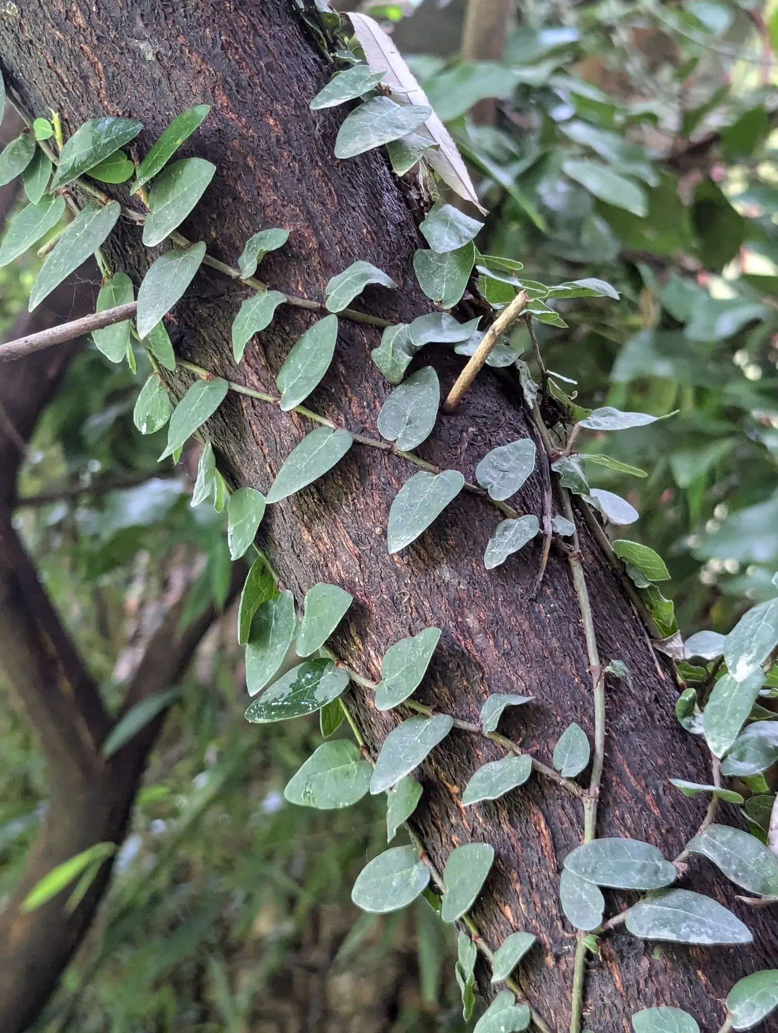 Creeping Fig (Ficus Pumila) — and requires minimal maintenance once established; enjoys partial sun to shade, image 89