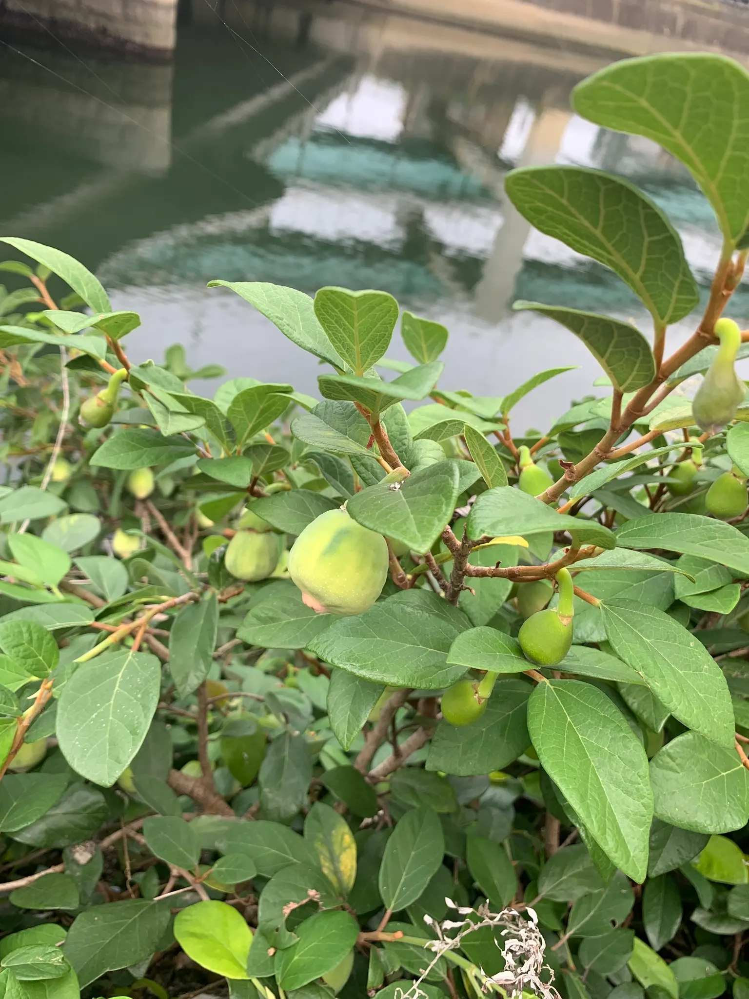 Creeping Fig (Ficus Pumila) — living tapestry in your landscape; making it both an aesthetic and functional addition to any landscape design, image 92