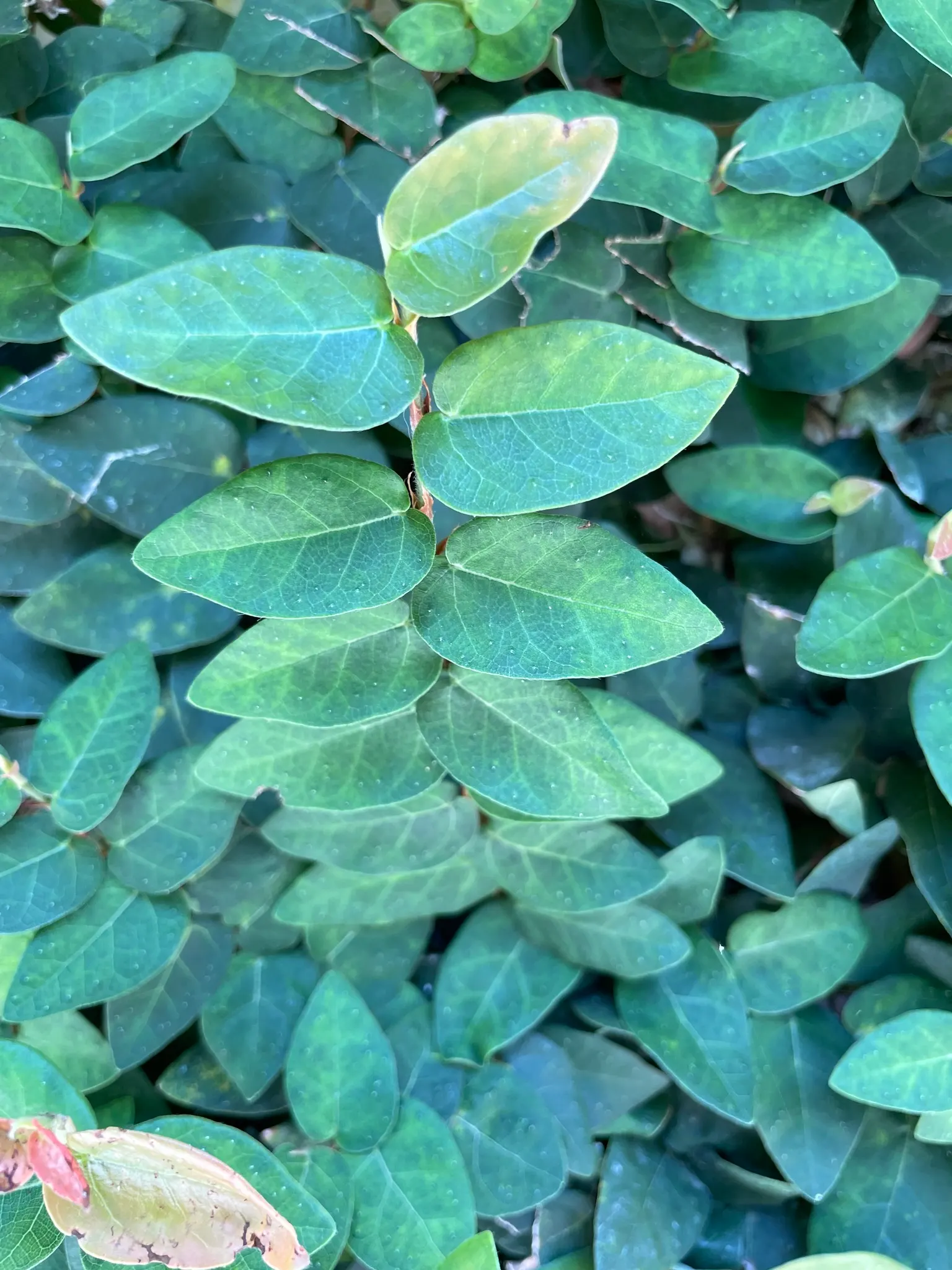 Creeping Fig (Ficus Pumila) — scientifically known as Ficus pumila