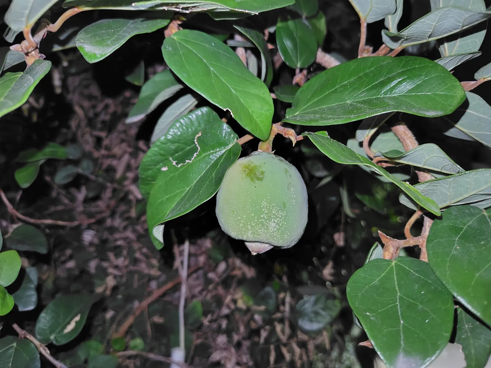 Creeping Fig (Ficus Pumila) — especially near building foundations or gutters; its petite heart-shaped leaves, image 78