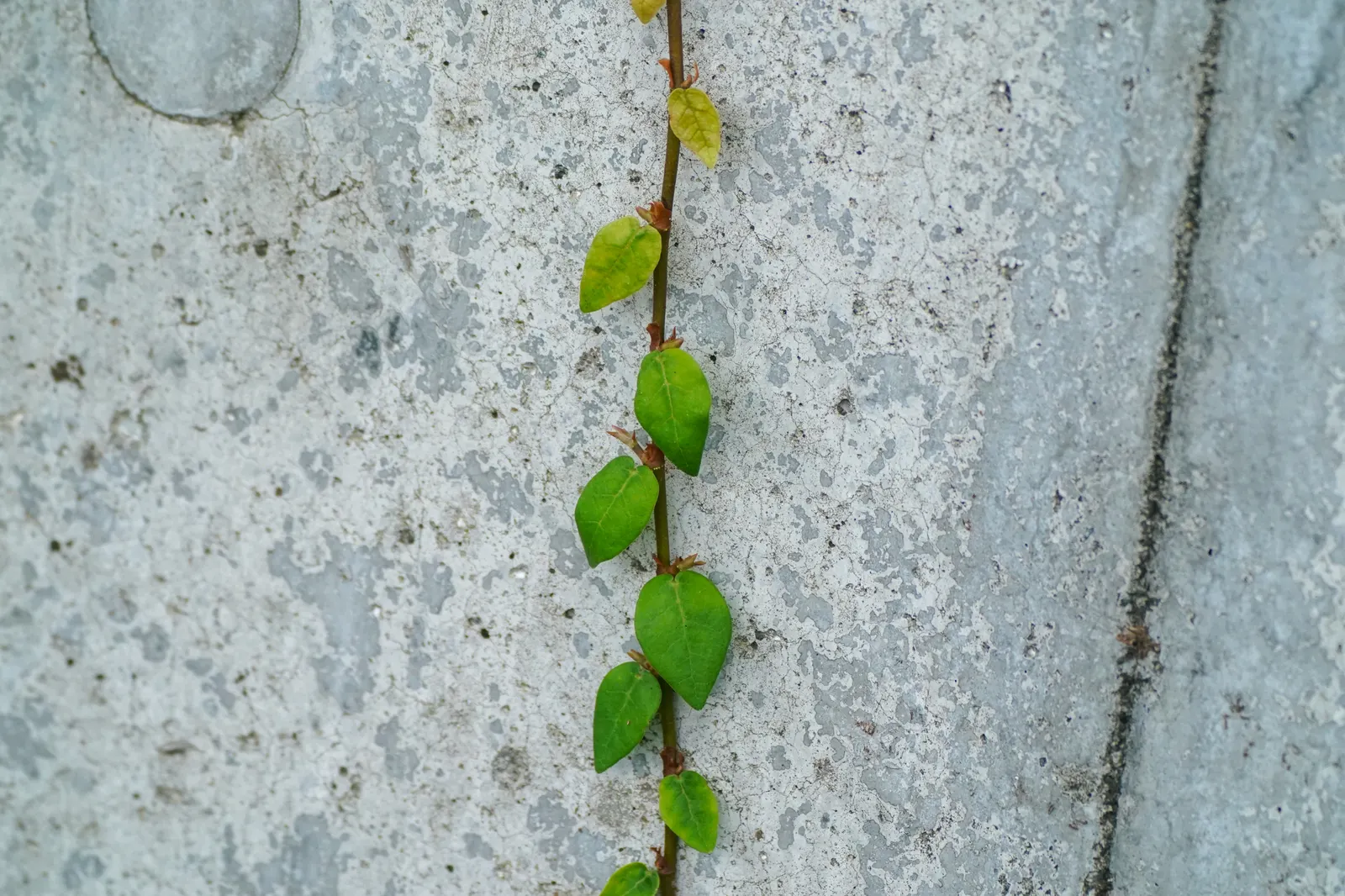 Creeping Fig (Ficus Pumila) — While relatively drought-tolerant, consistent moisture will ensure a more vigorous growth; though it can tolerate, image 75