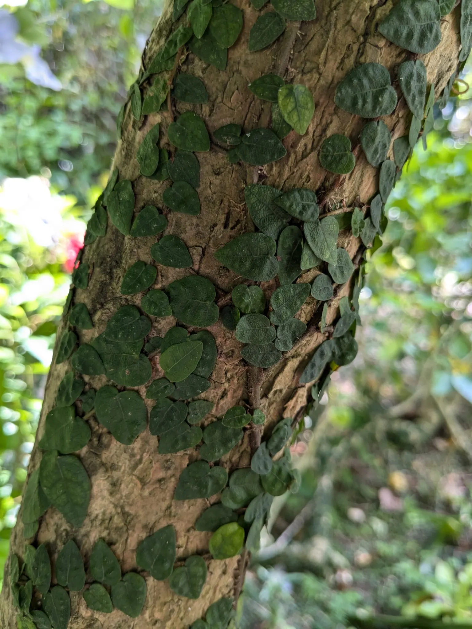 Creeping Fig (Ficus Pumila) — care must be taken in placement to avoid damage to structures from the adhesive roots