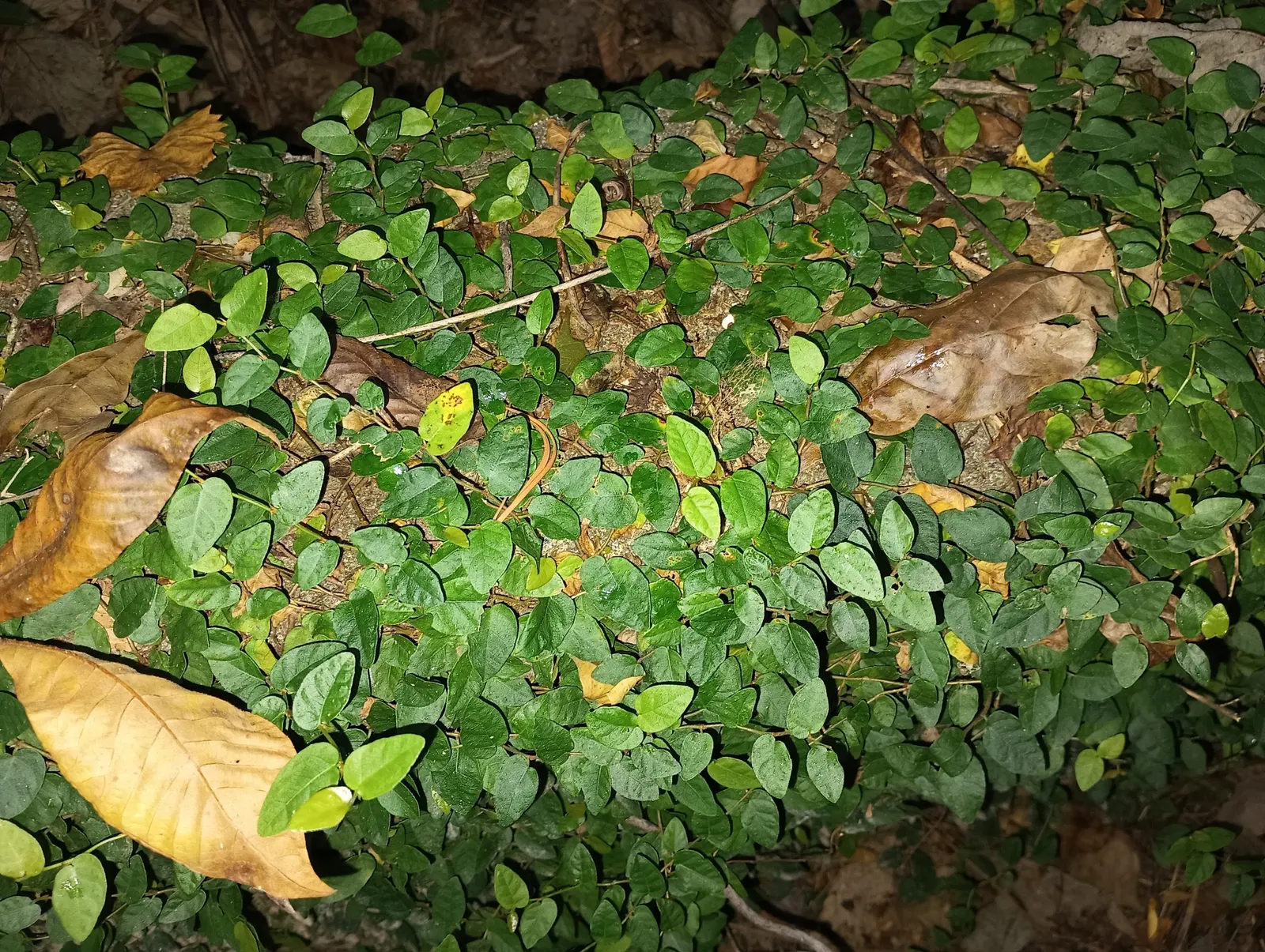 Creeping Fig (Ficus Pumila) — enjoys partial sun to shade; making it both an aesthetic and functional addition to any landscape design, image 88
