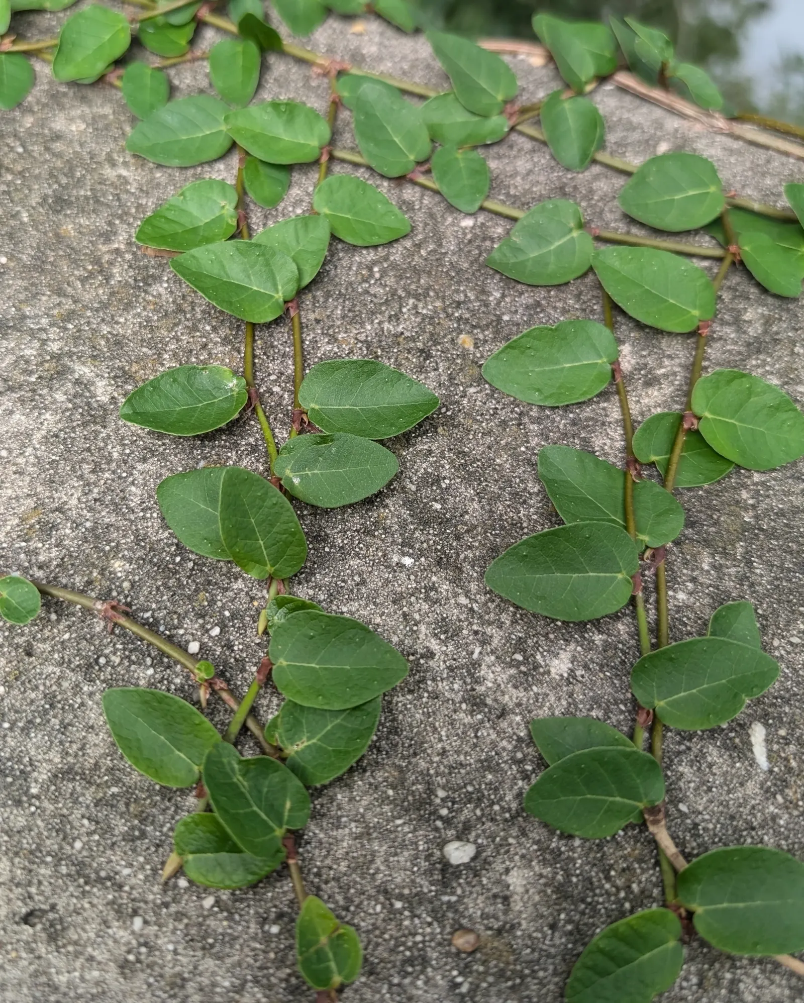 Creeping Fig (Ficus Pumila) — It flourishes in USDA hardiness zones 8 through 11 and prefers full to partial shade; enjoys partial sun to shade, image 73