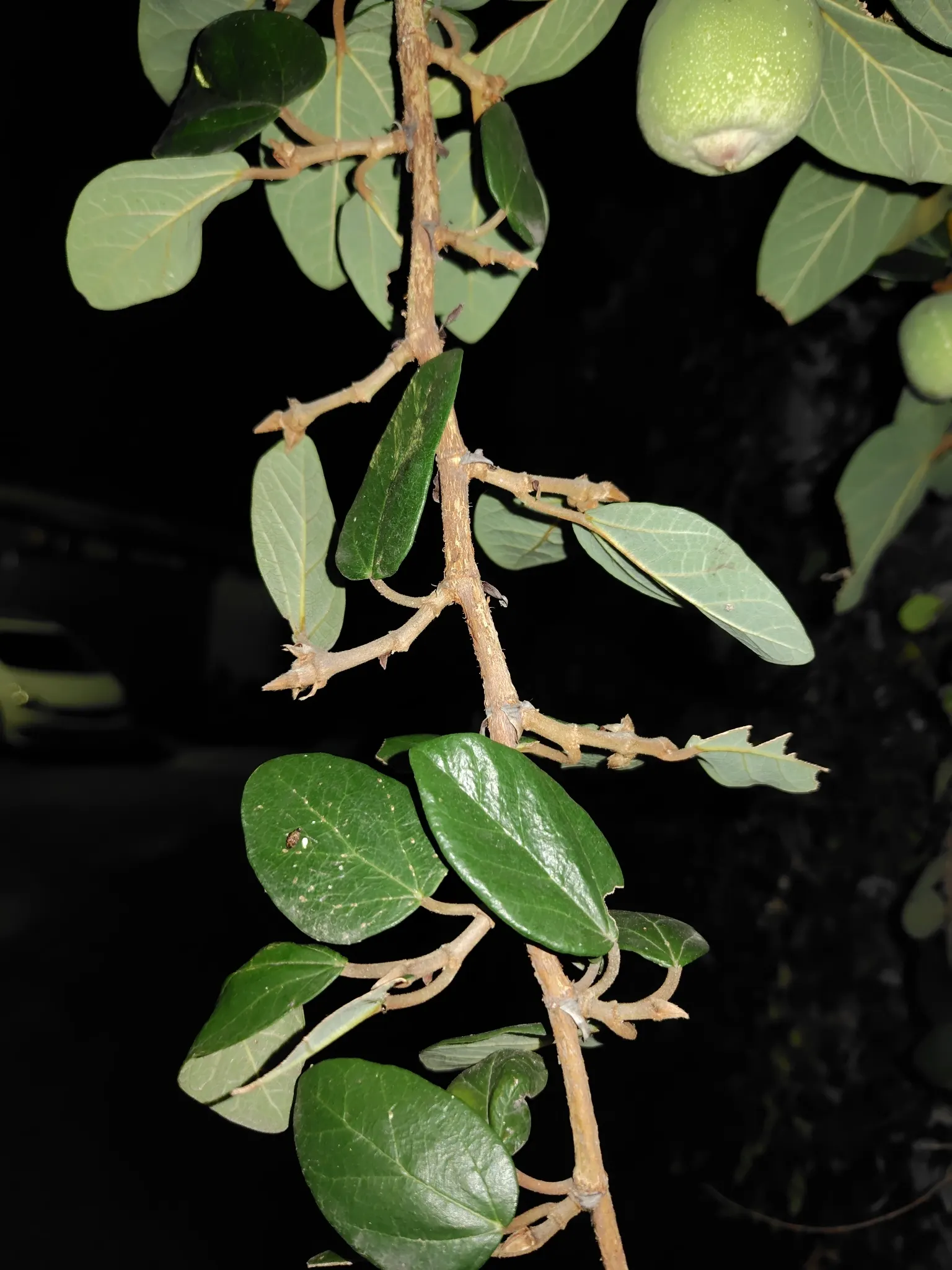 Creeping Fig (Ficus Pumila) — care must be taken in placement to avoid damage to structures from the adhesive roots; though it can tolerate sunnier, image 111
