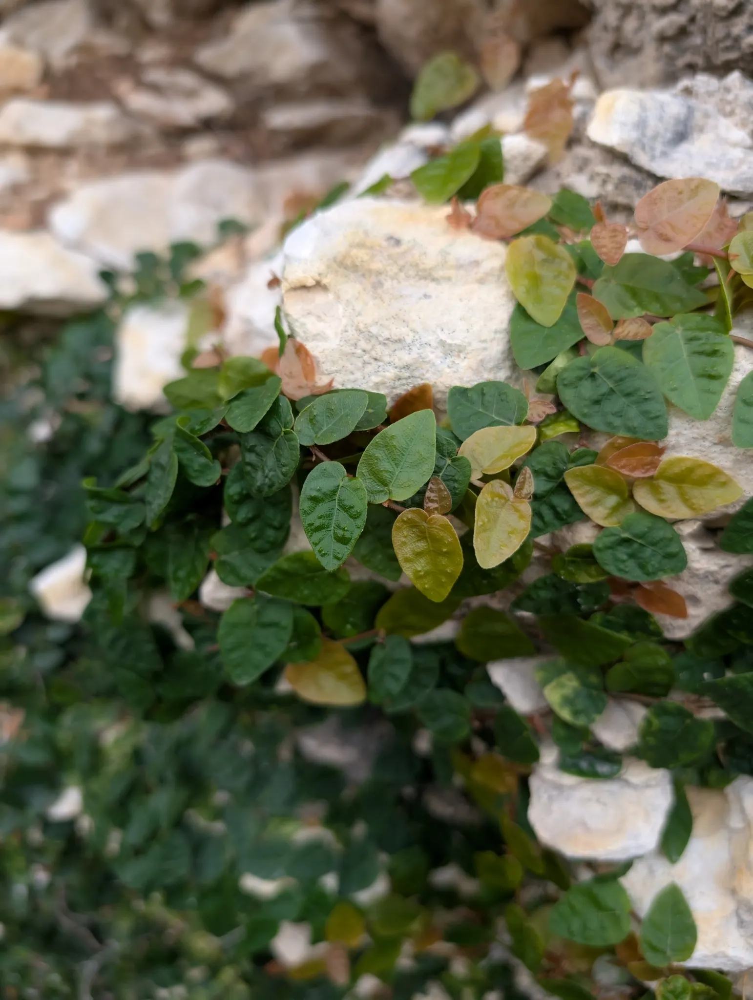Creeping Fig (Ficus Pumila) — and requires minimal maintenance once established