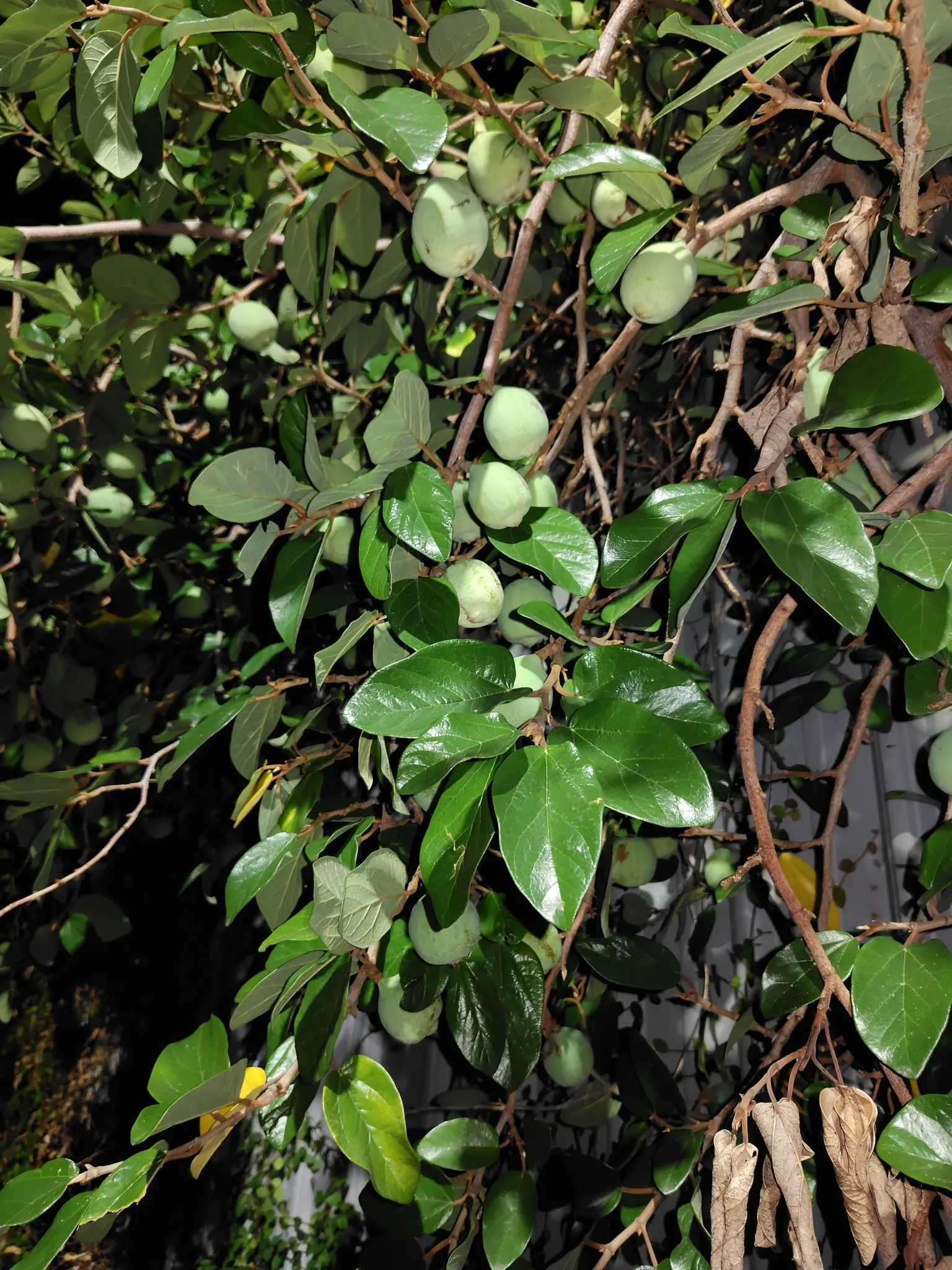 Creeping Fig (Ficus Pumila) — It flourishes in USDA hardiness zones 8 through 11 and prefers full to partial shade; enjoys partial sun to shade