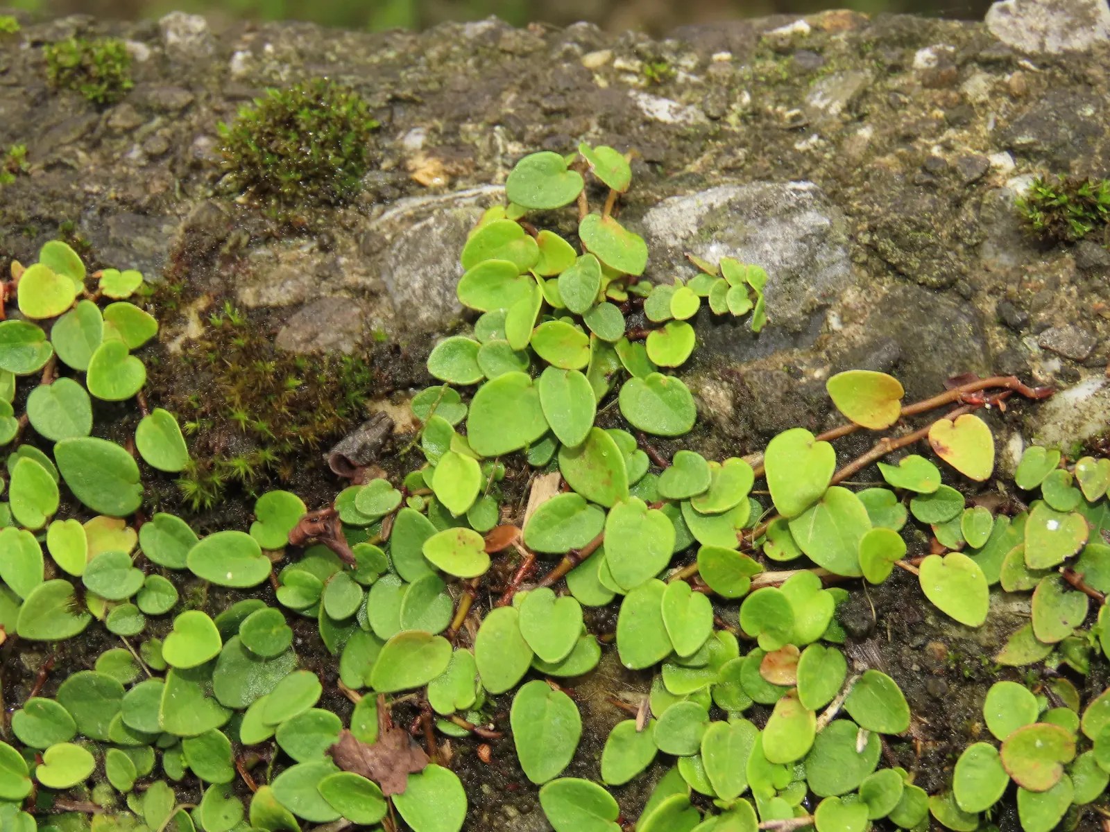 Creeping Fig (Ficus Pumila) — making it both an aesthetic and functional addition to any landscape design; enjoys partial sun to shade, image 109