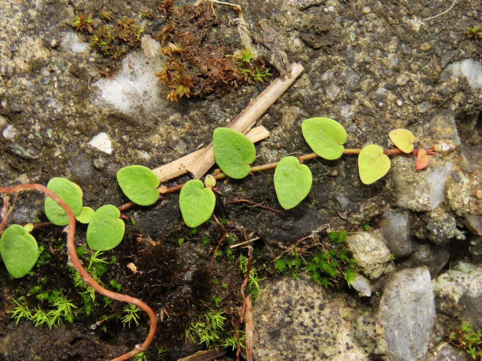 Creeping Fig (Ficus Pumila) — This vine is ideal for creating a green fa√ßade or covering unattractive fences; making it both an aesthetic and, image 108
