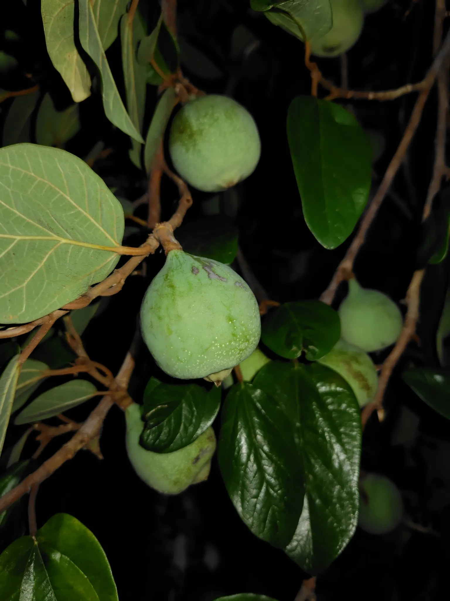 Creeping Fig (Ficus Pumila) — While relatively drought-tolerant, consistent moisture will ensure a more vigorous growth; though it can tolerate sunnier spots