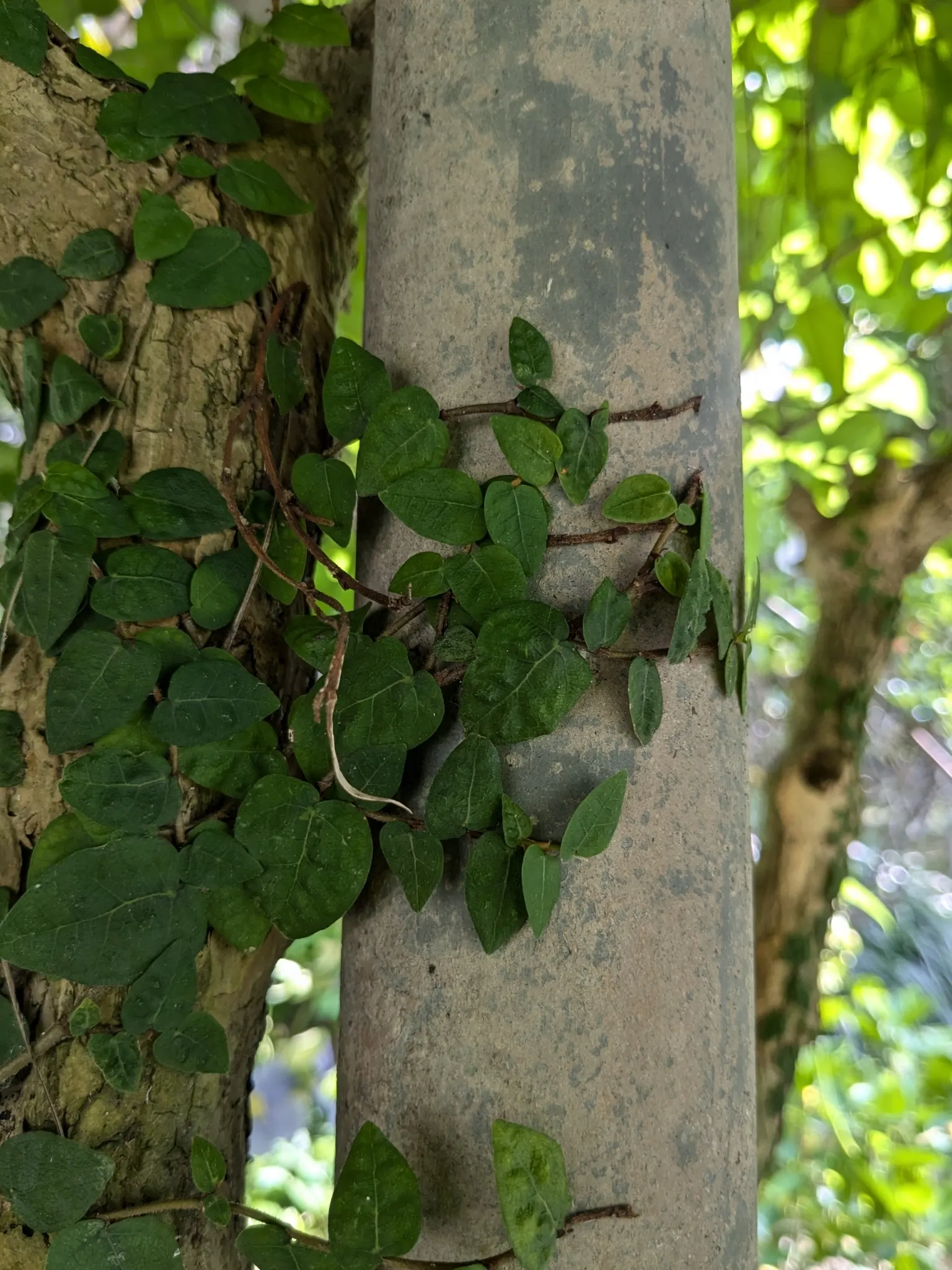 Creeping Fig (Ficus Pumila) — vine for full or half; making it both an aesthetic and functional addition to any landscape design, image 112